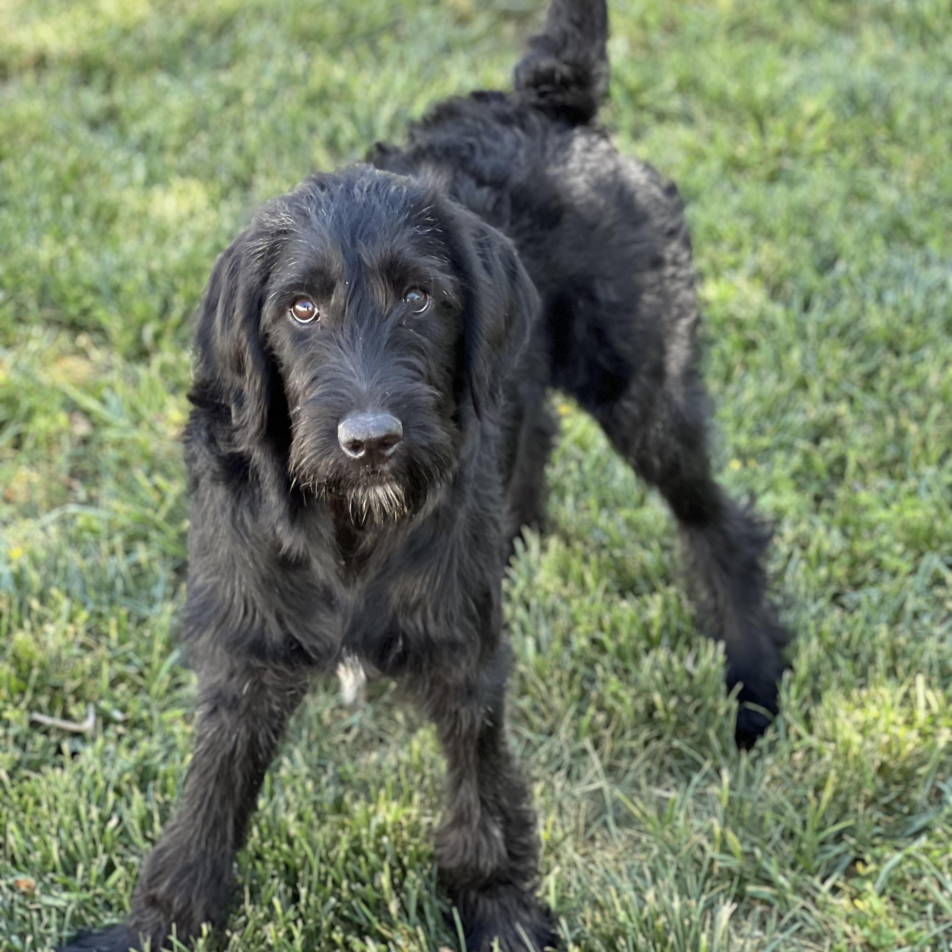 Bellini, a ADOPTABLE Labradoodle in Hughesville, MD image 5/5