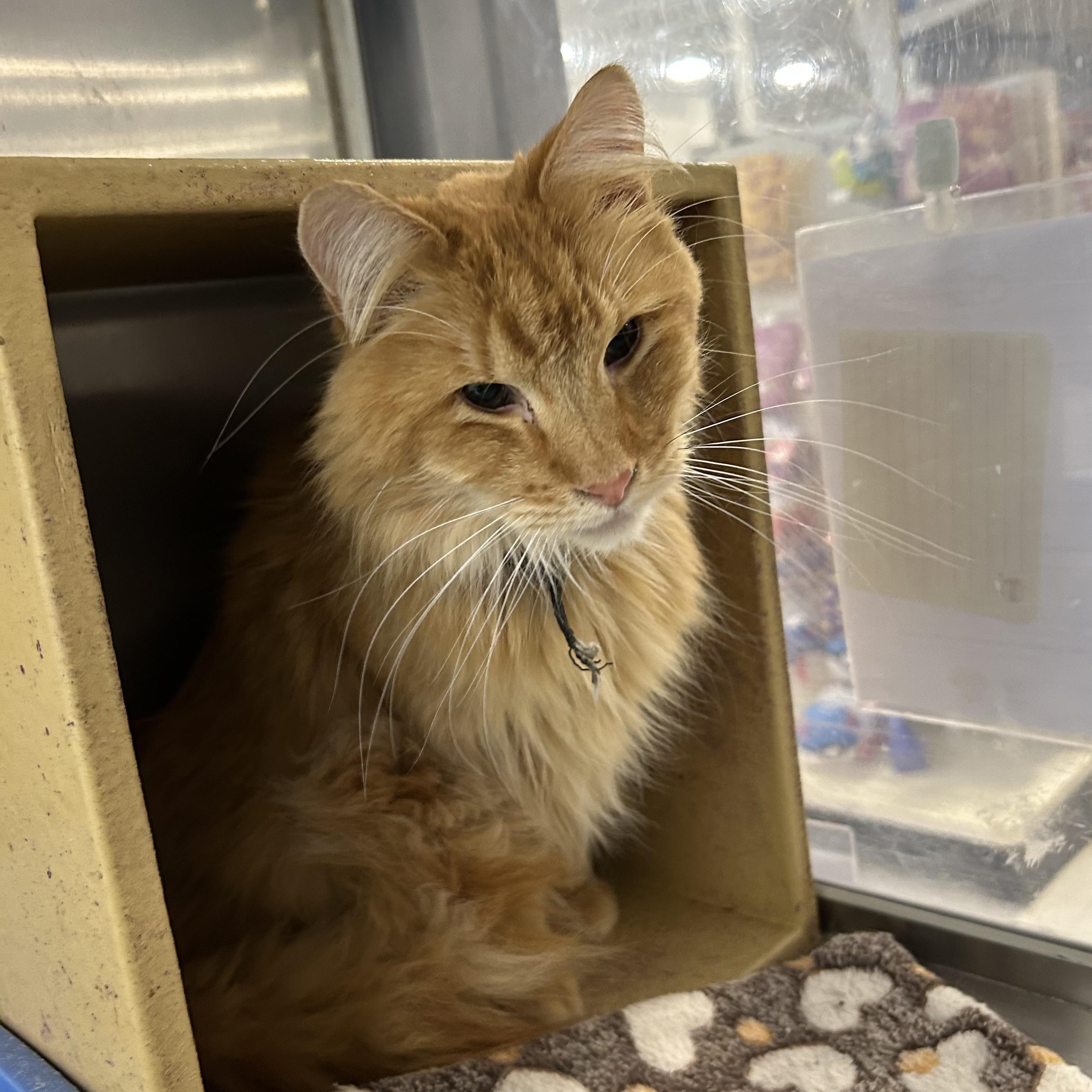 Sebastian, an adoptable Domestic Long Hair in Millville, UT, 84326 | Photo Image 4