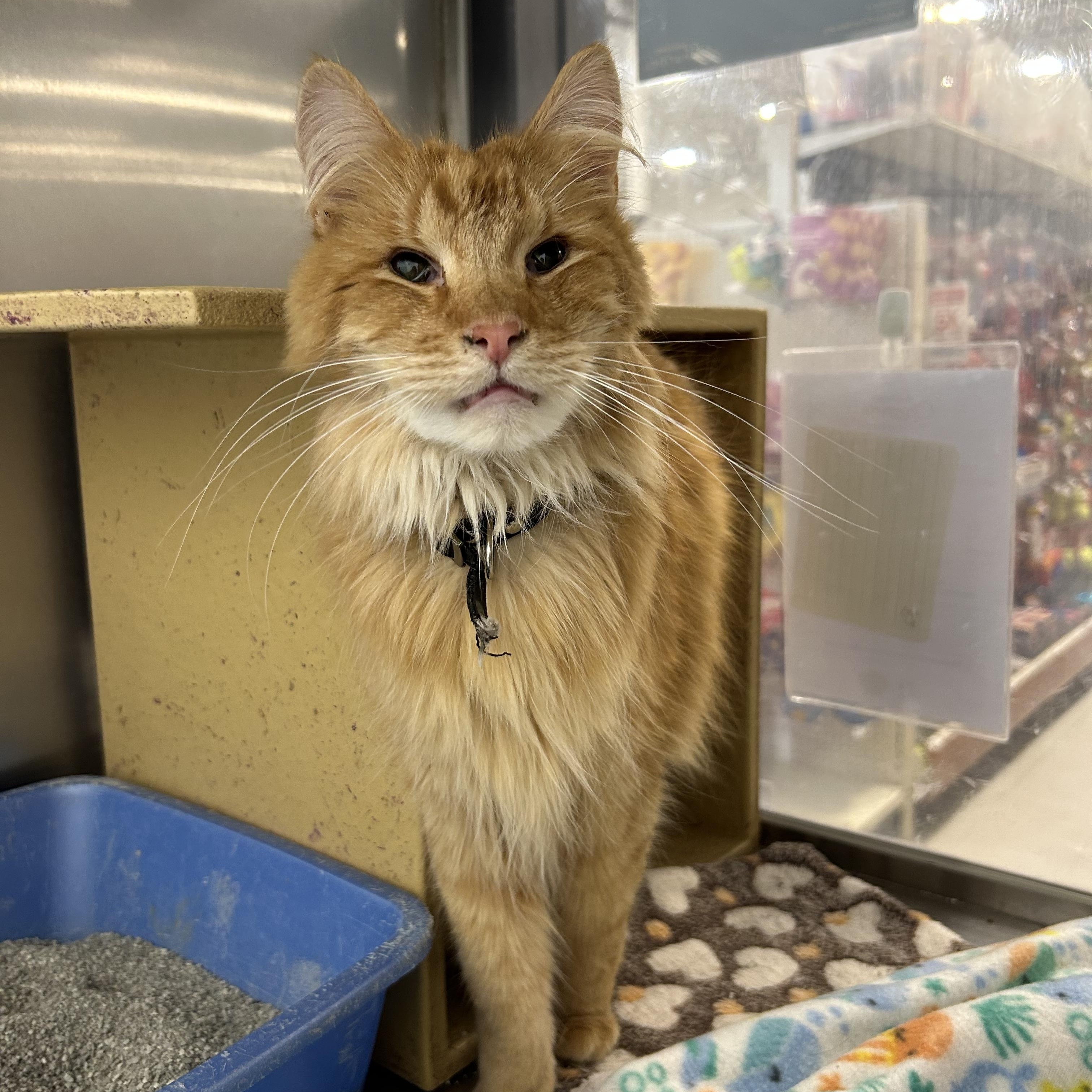 Sebastian, an adoptable Domestic Long Hair in Millville, UT, 84326 | Photo Image 2