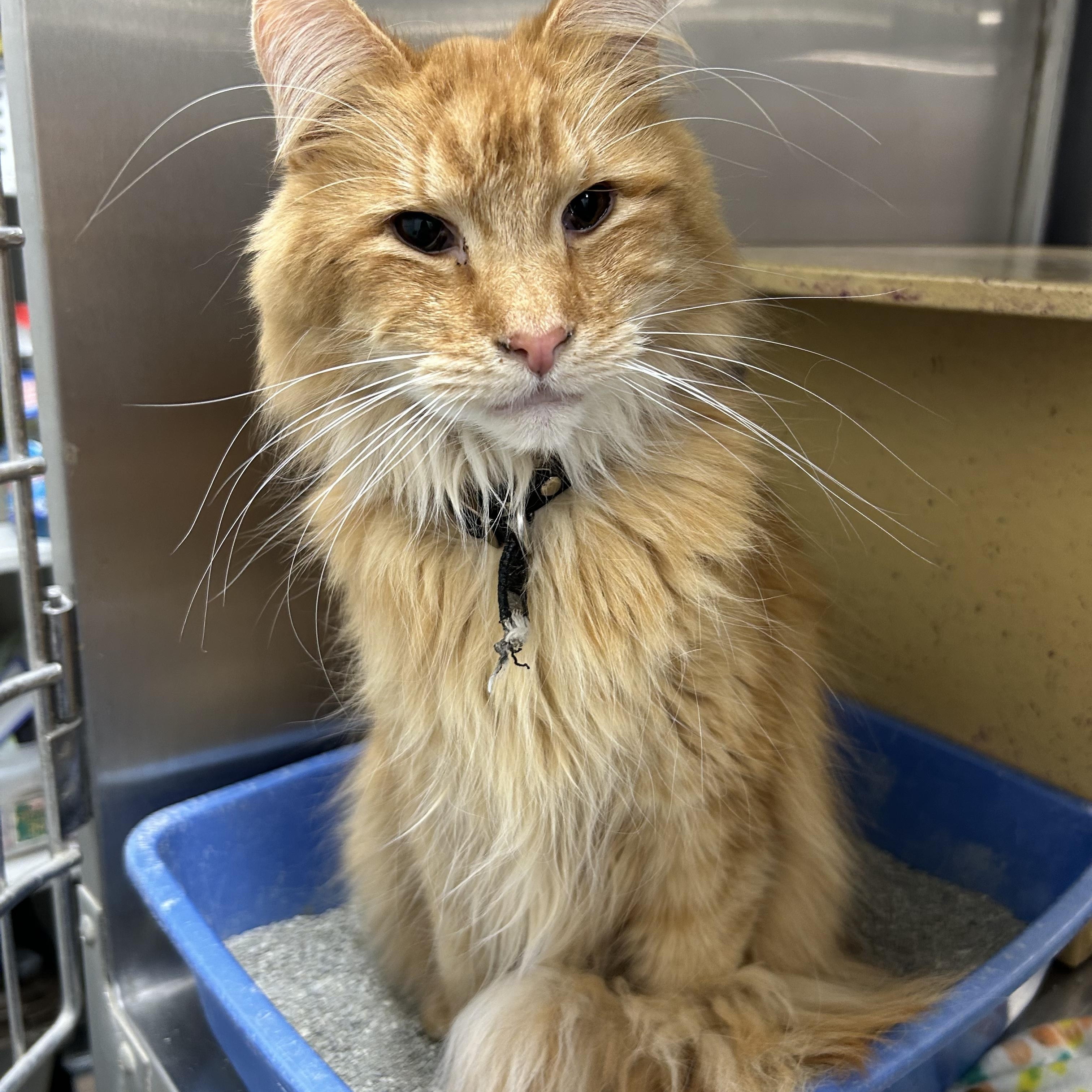 Sebastian, an adoptable Domestic Long Hair in Millville, UT, 84326 | Photo Image 1