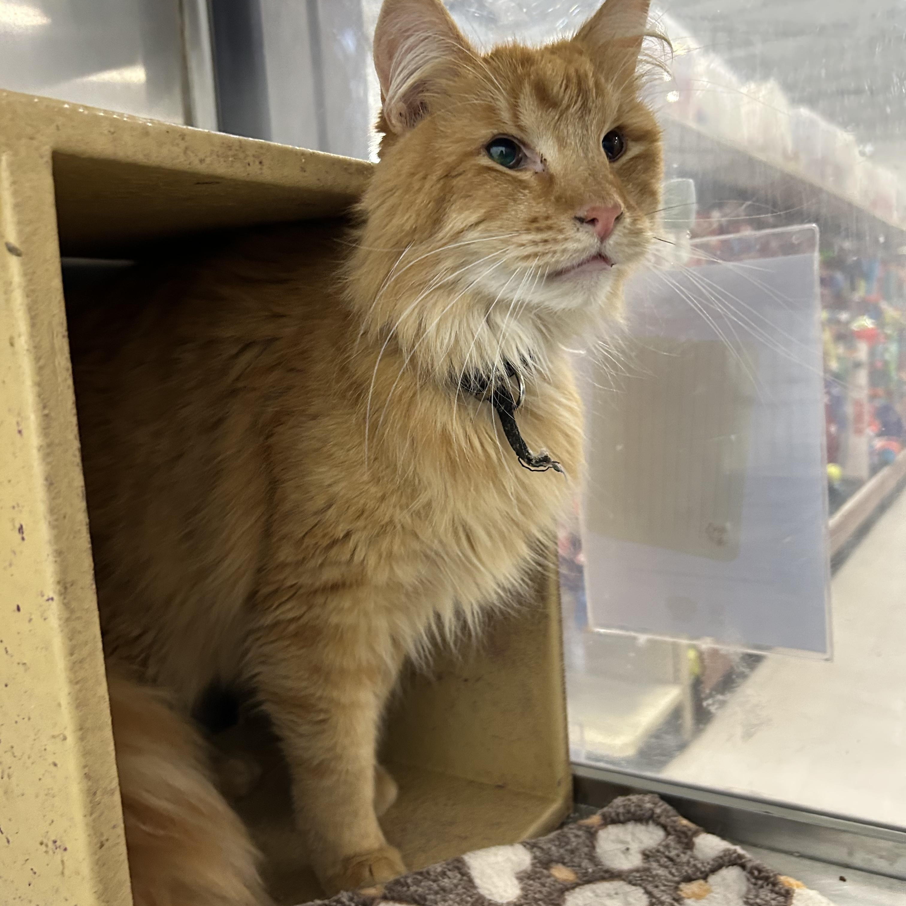Sebastian, an adoptable Domestic Long Hair in Millville, UT, 84326 | Photo Image 3