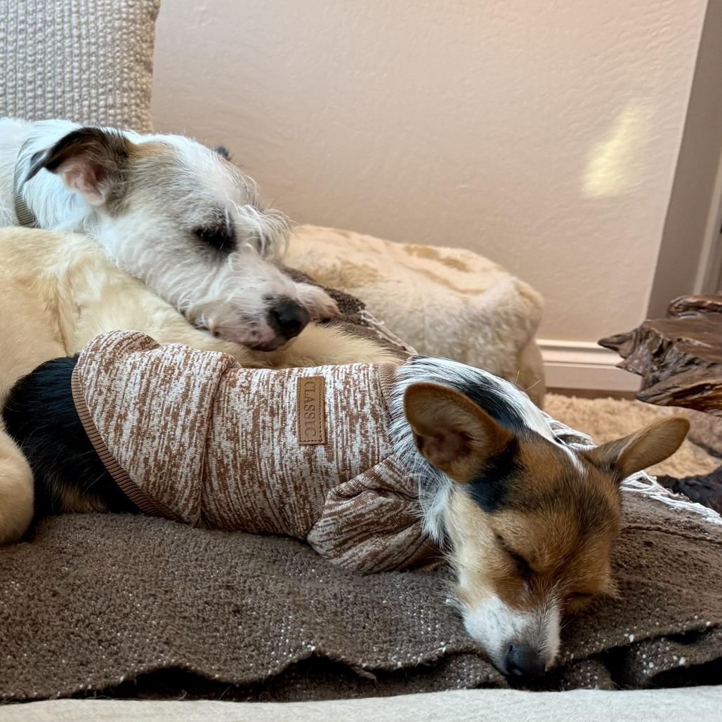 Emmett, a Adoptable mixed breed in Sonoma, CA image 1/4