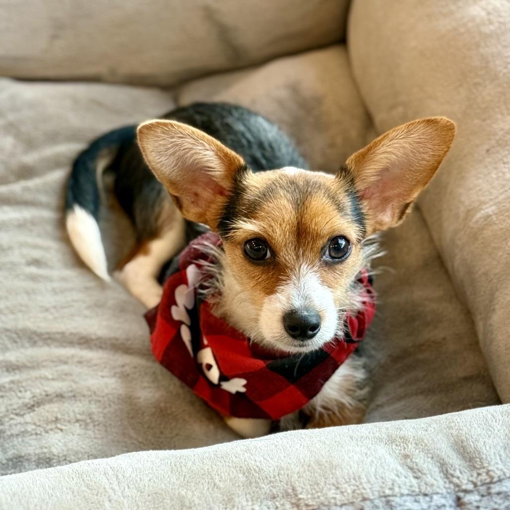 Emmett, a Adoptable mixed breed in Sonoma, CA image 2/4