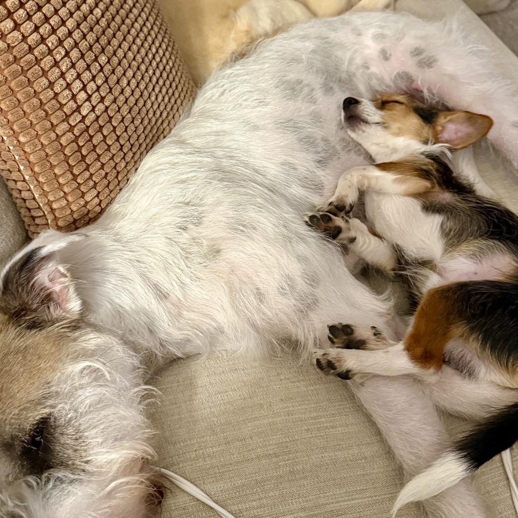 Emmett, a Adoptable mixed breed in Sonoma, CA image 3/4