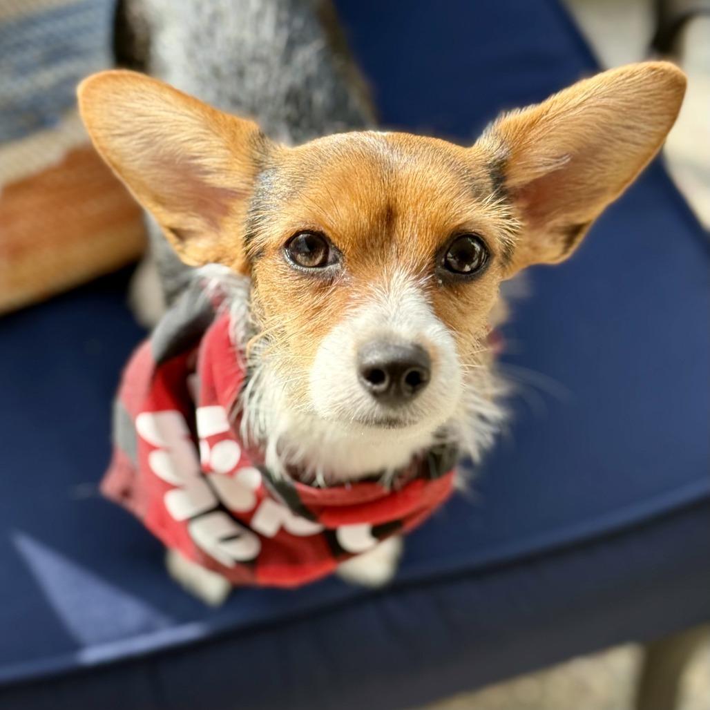Emmett, a Adoptable mixed breed in Sonoma, CA image 4/4
