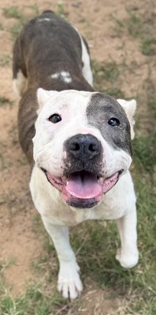 MARY PUPPINS, Adoptable, Adult Female Pit Bull Terrier.
