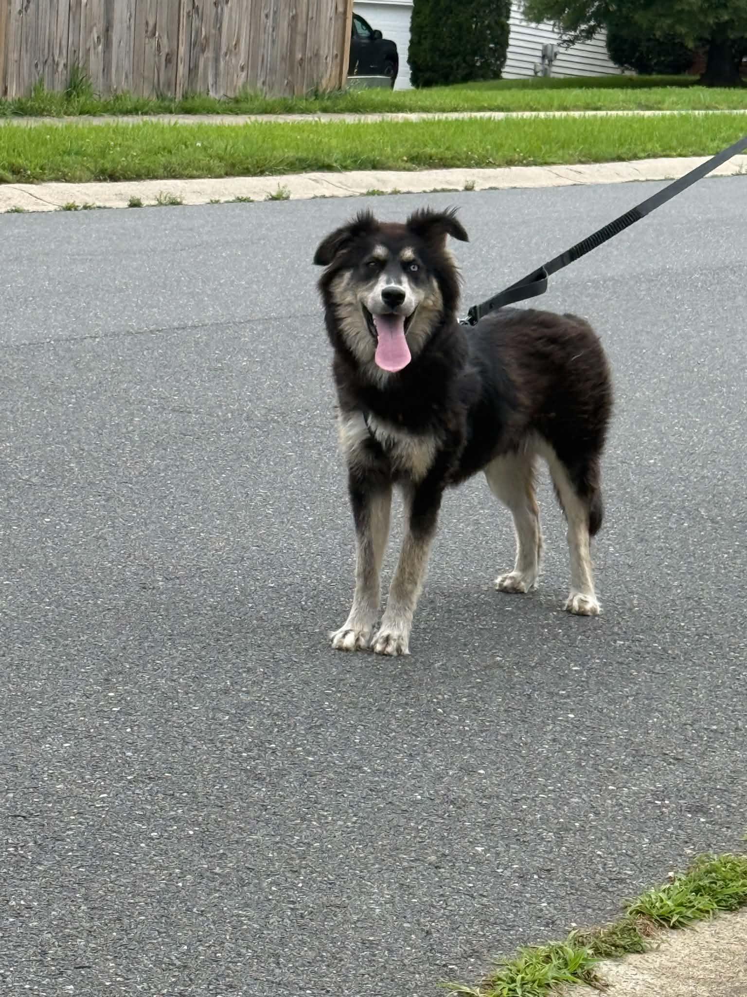 Enlarge Remus, a ADOPTABLE mixed breed in Charlotte, NC image 2/6