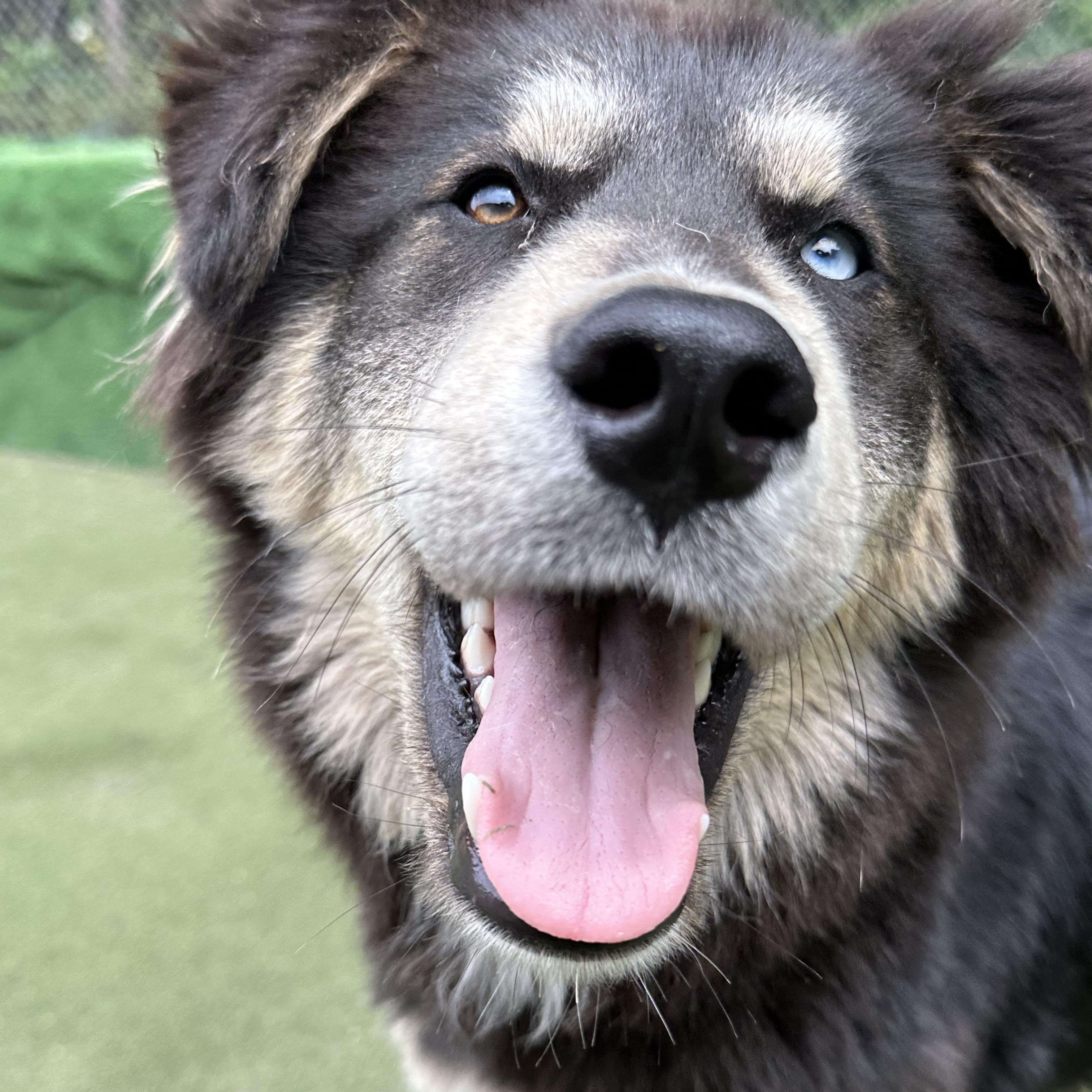 Enlarge Remus, a ADOPTABLE mixed breed in Charlotte, NC image 3/6