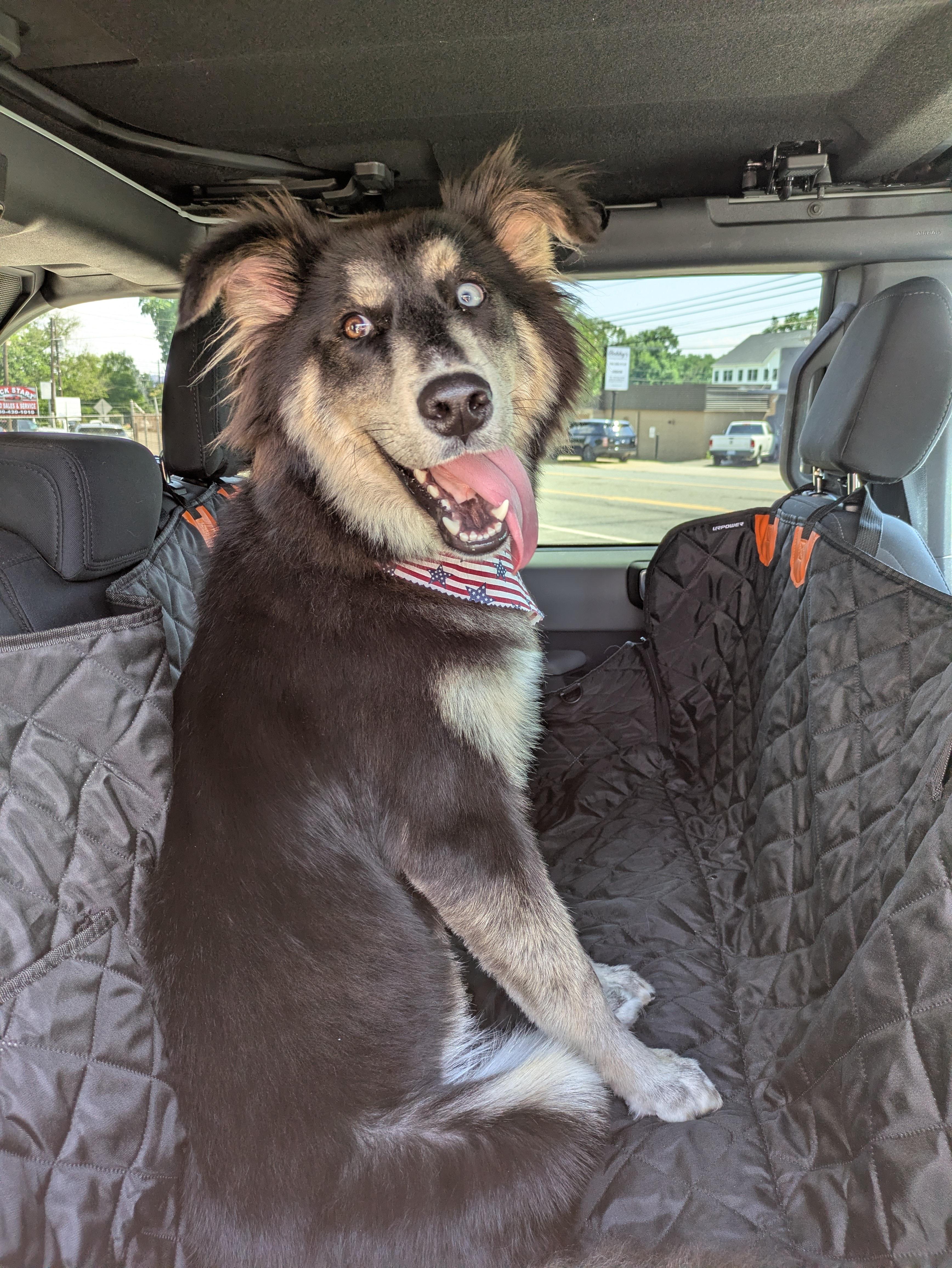 Remus, ADOPTABLE, Puppy Male Australian Shepherd & Husky.