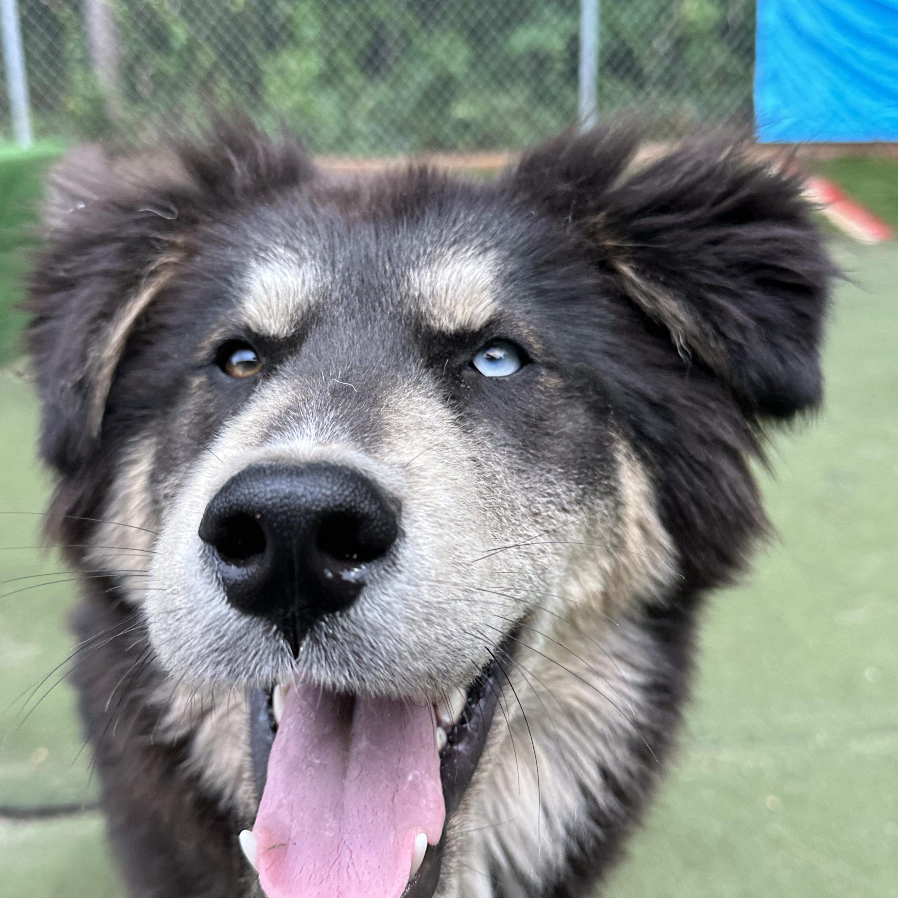 Remus, ADOPTABLE, Puppy Male Alaskan Malamute.