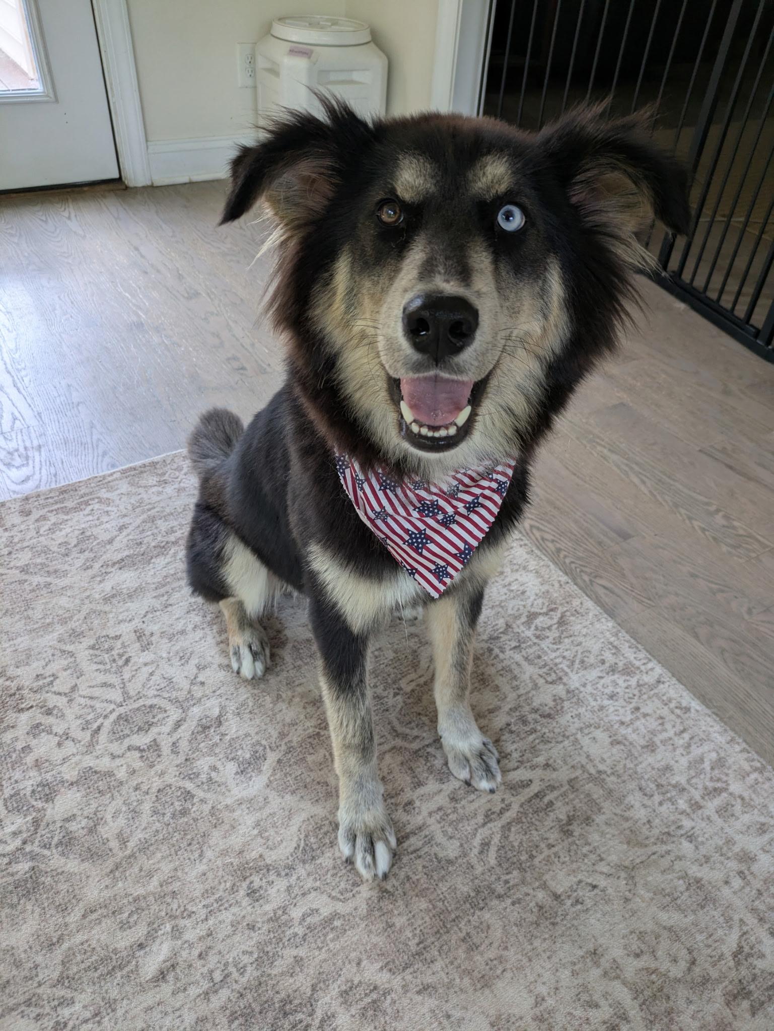 Enlarge Remus, a ADOPTABLE mixed breed in Charlotte, NC image 3/6