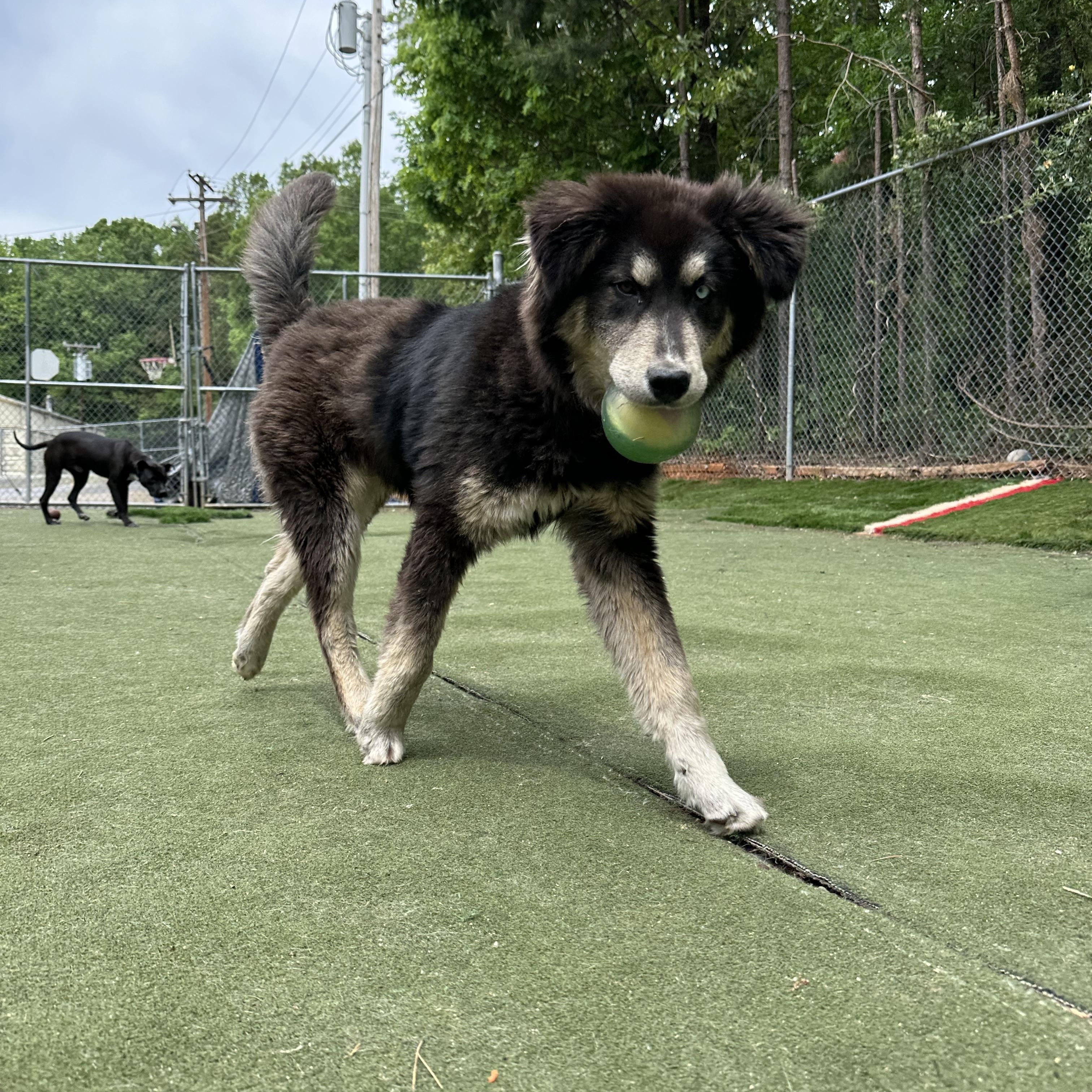 Enlarge Remus, a ADOPTABLE mixed breed in Charlotte, NC image 6/6