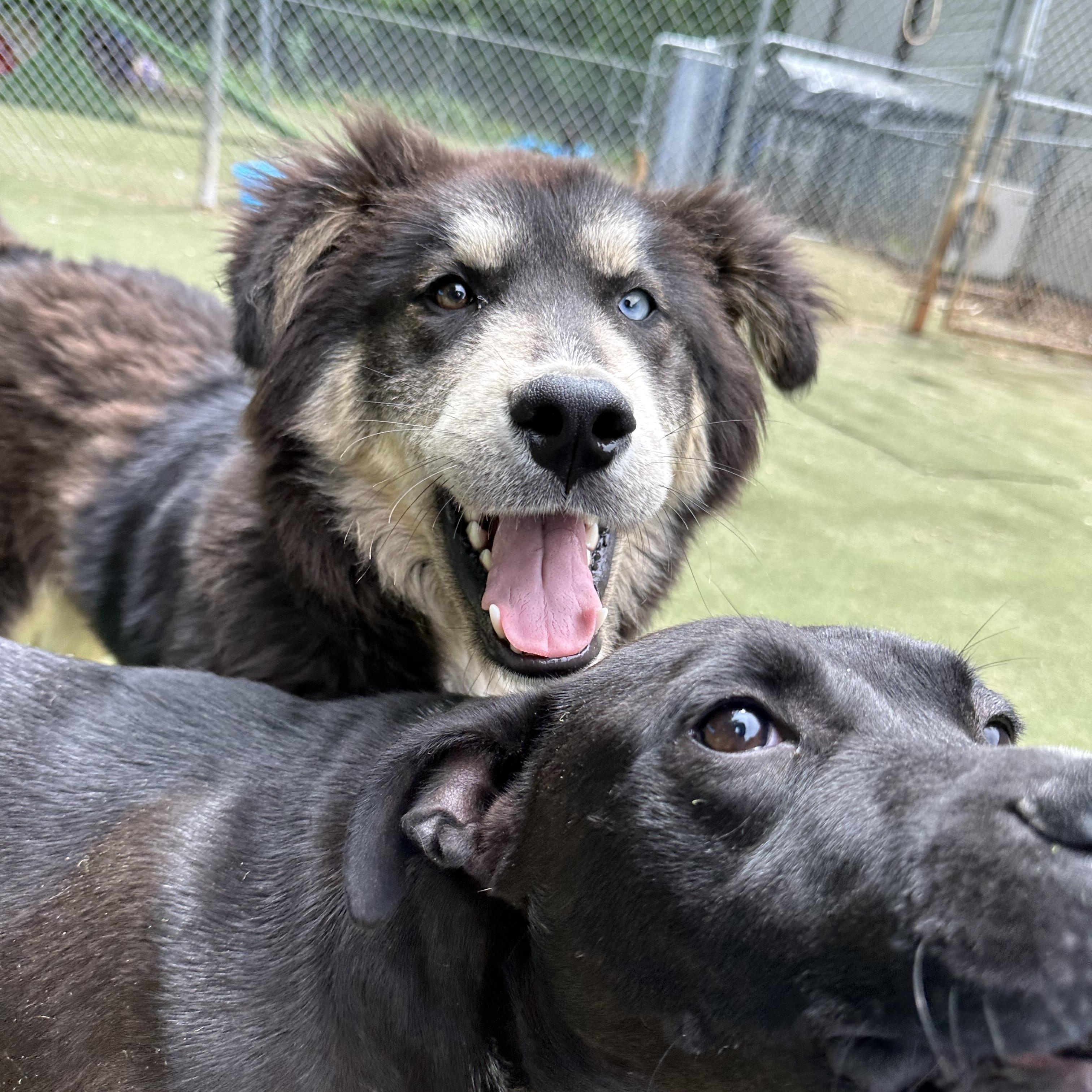 Enlarge Remus, a ADOPTABLE mixed breed in Charlotte, NC image 4/6