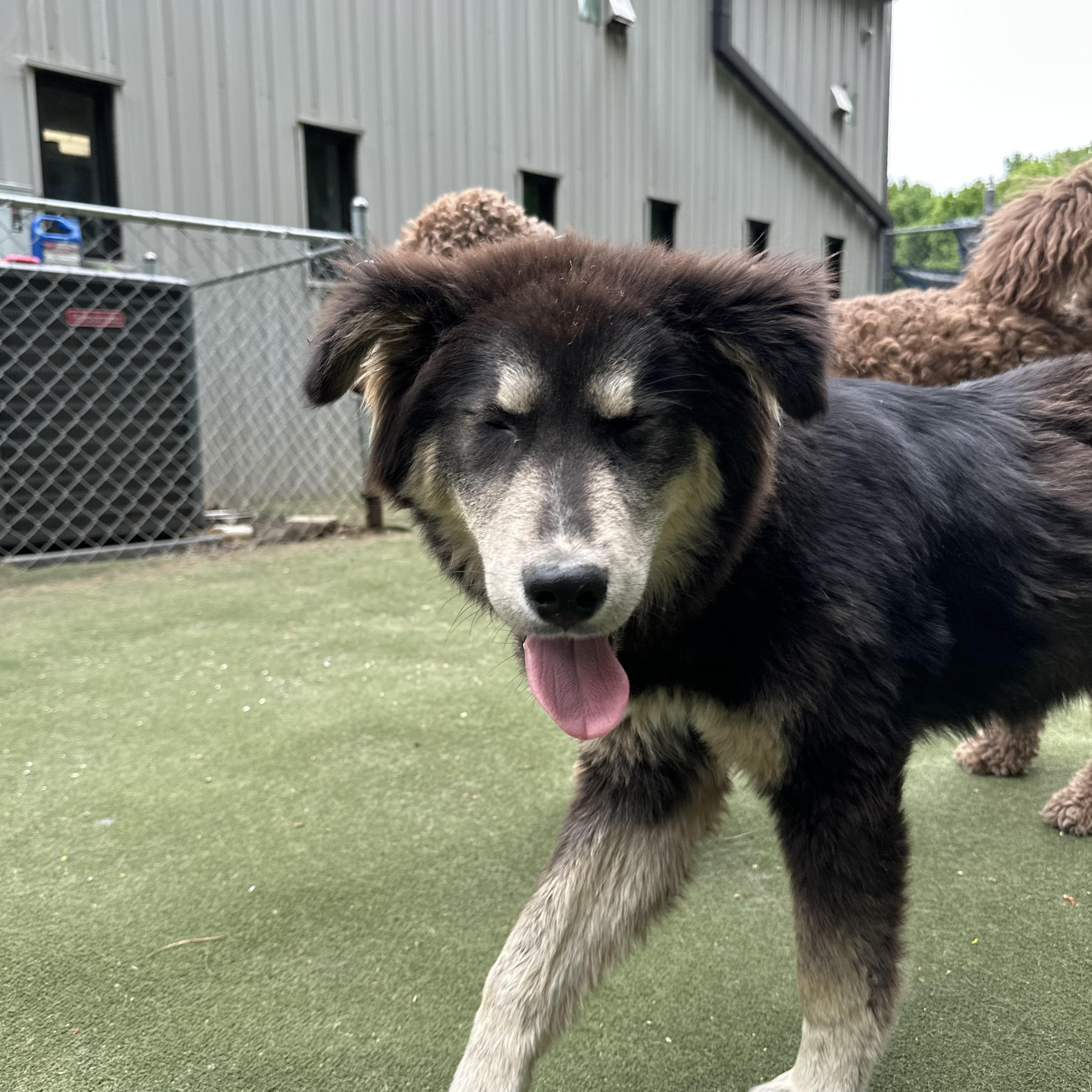 Enlarge Remus, a ADOPTABLE mixed breed in Charlotte, NC image 5/6