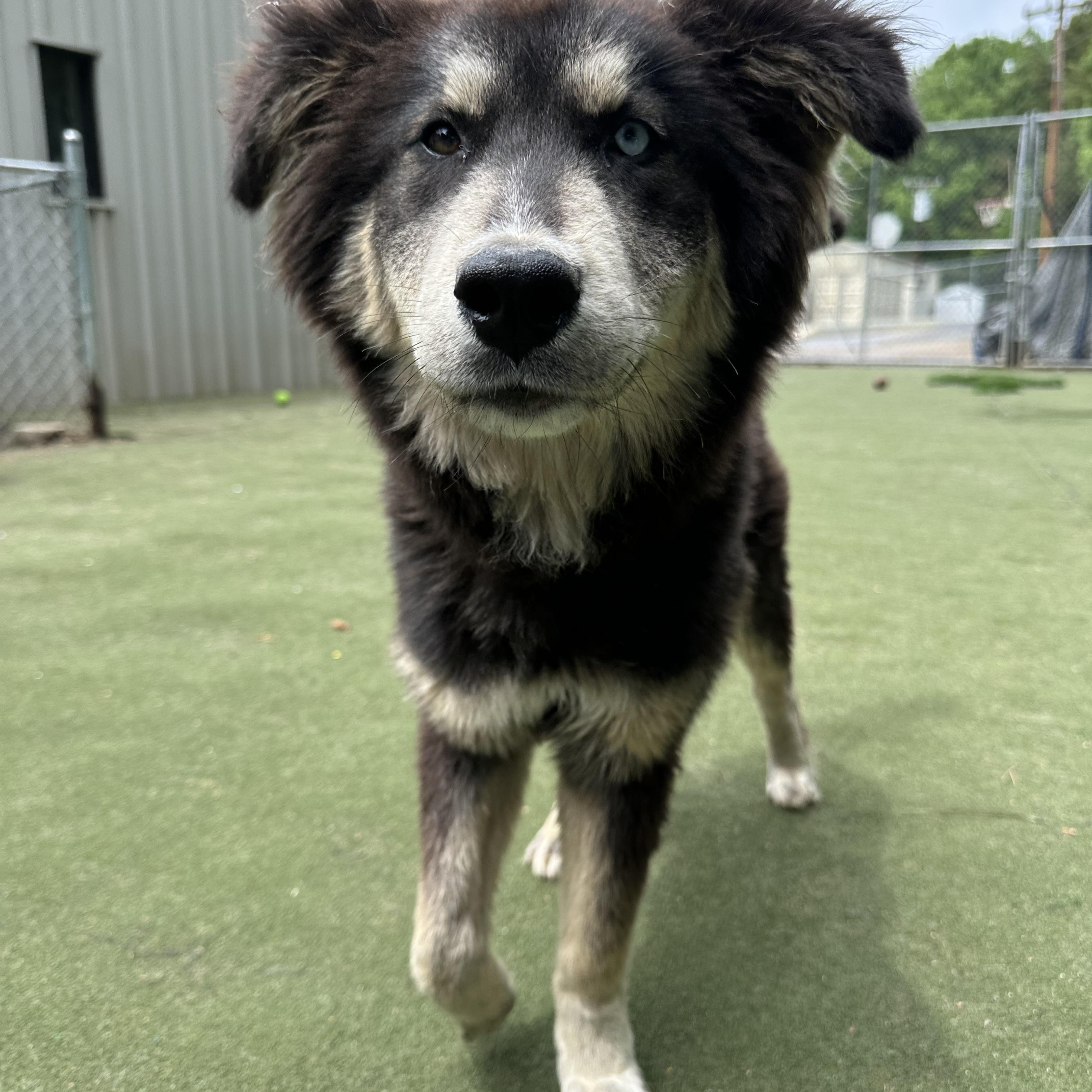 Enlarge Remus, a ADOPTABLE mixed breed in Charlotte, NC image 2/6