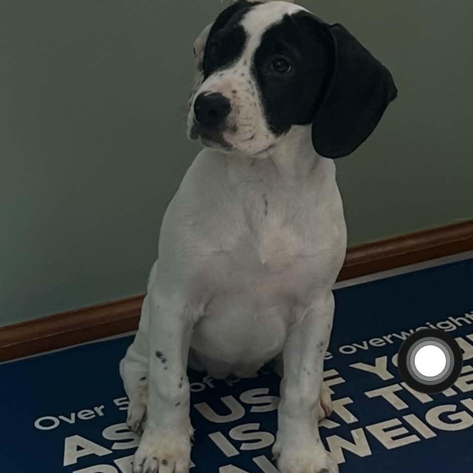 Enlarge Margo, a ADOPTABLE mixed breed in Petersburg, IN image 1/1