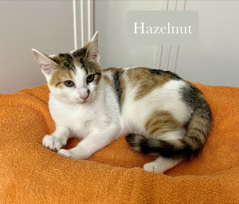 Hazelnut, Adoptable, Kitten Female Domestic Short Hair.