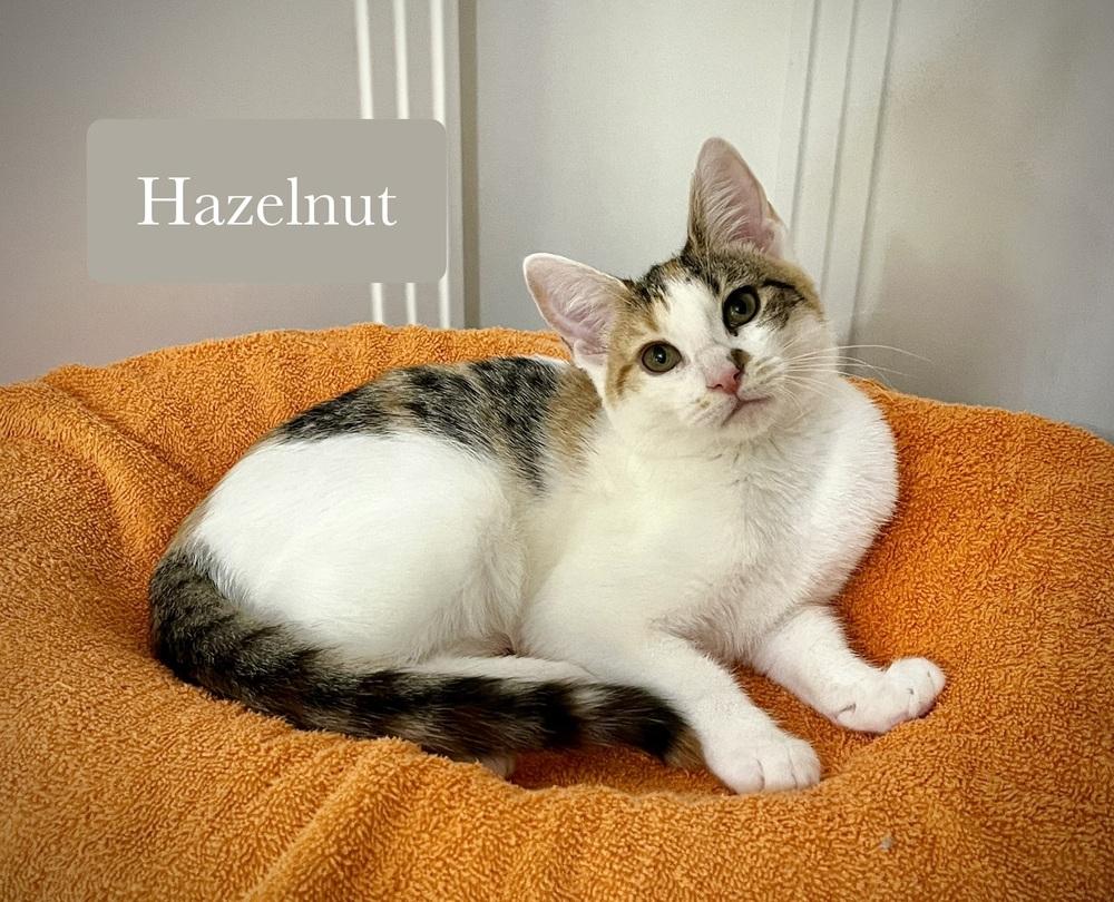 Enlarge Hazelnut, a Adoptable Domestic Short Hair in Chalfont, PA image 2/6