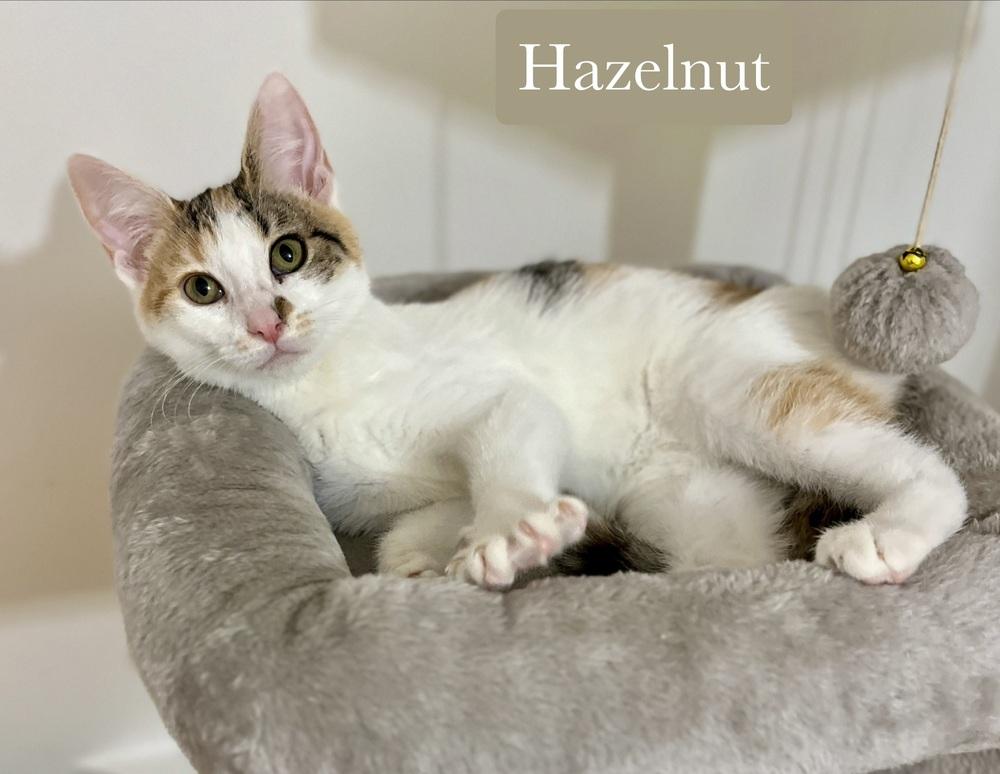 Enlarge Hazelnut, a Adoptable Domestic Short Hair in Chalfont, PA image 3/6