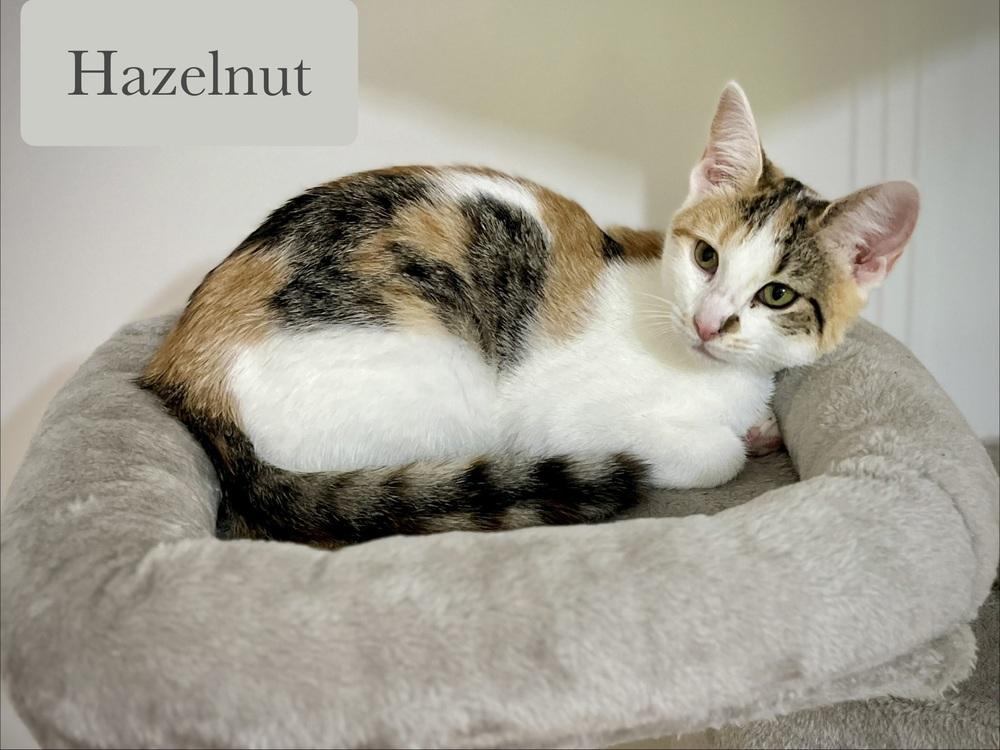 Enlarge Hazelnut, a Adoptable Domestic Short Hair in Chalfont, PA image 4/6