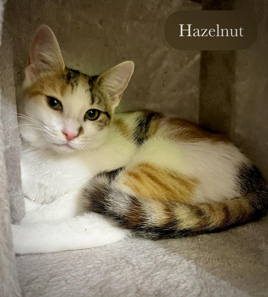 Enlarge Hazelnut, a Adoptable Domestic Short Hair in Chalfont, PA image 5/6