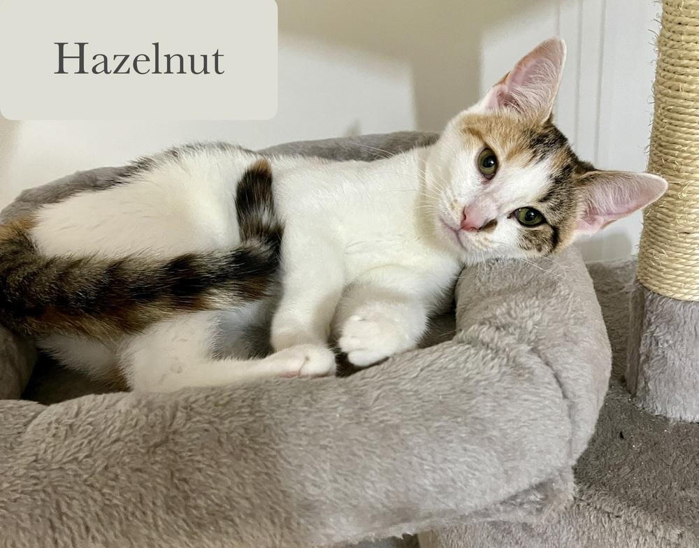 Enlarge Hazelnut, a Adoptable Domestic Short Hair in Chalfont, PA image 6/6