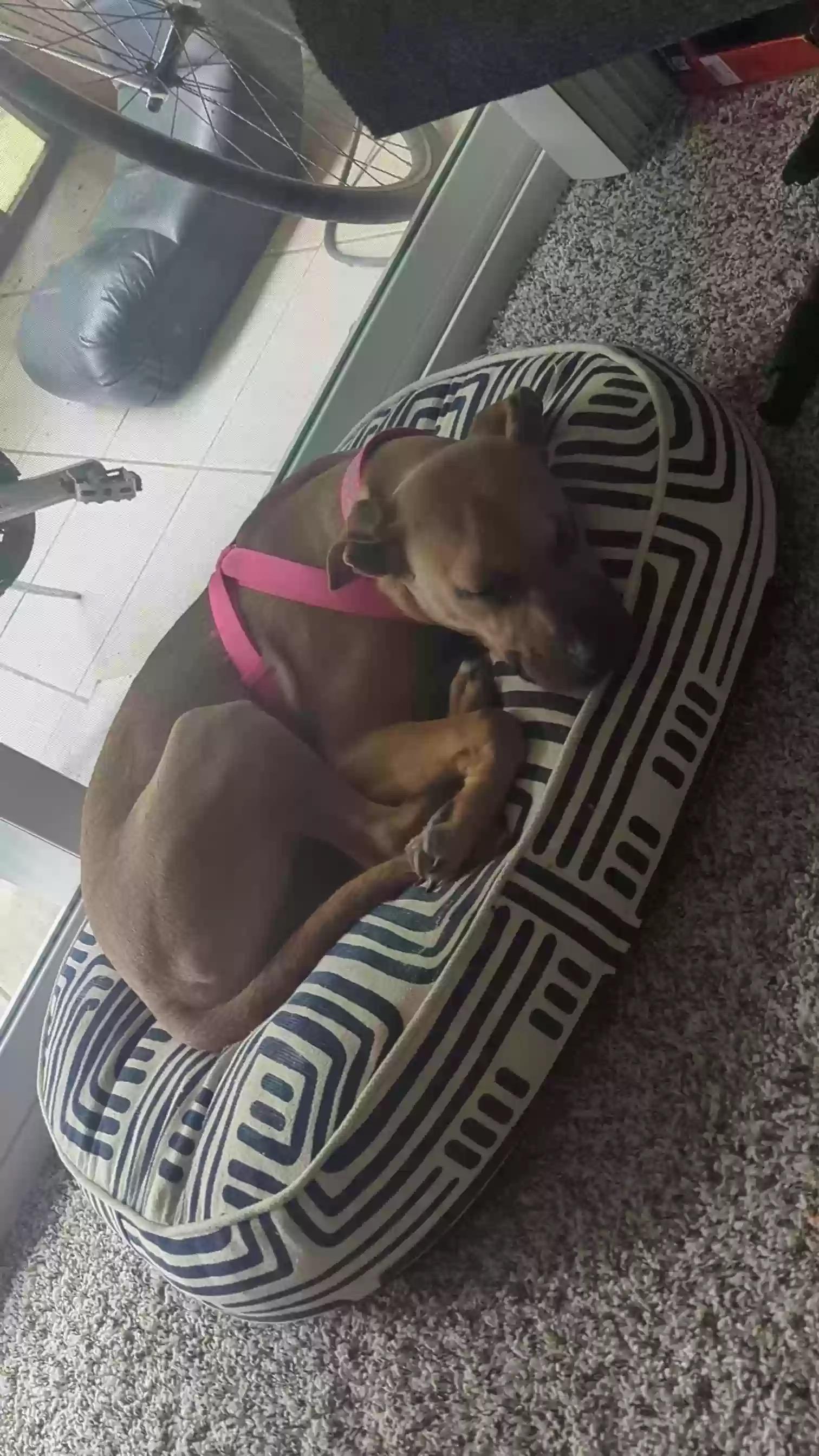 Enlarge Pacific, a ADOPTABLE mixed breed in Fort Worth, TX image 2/3