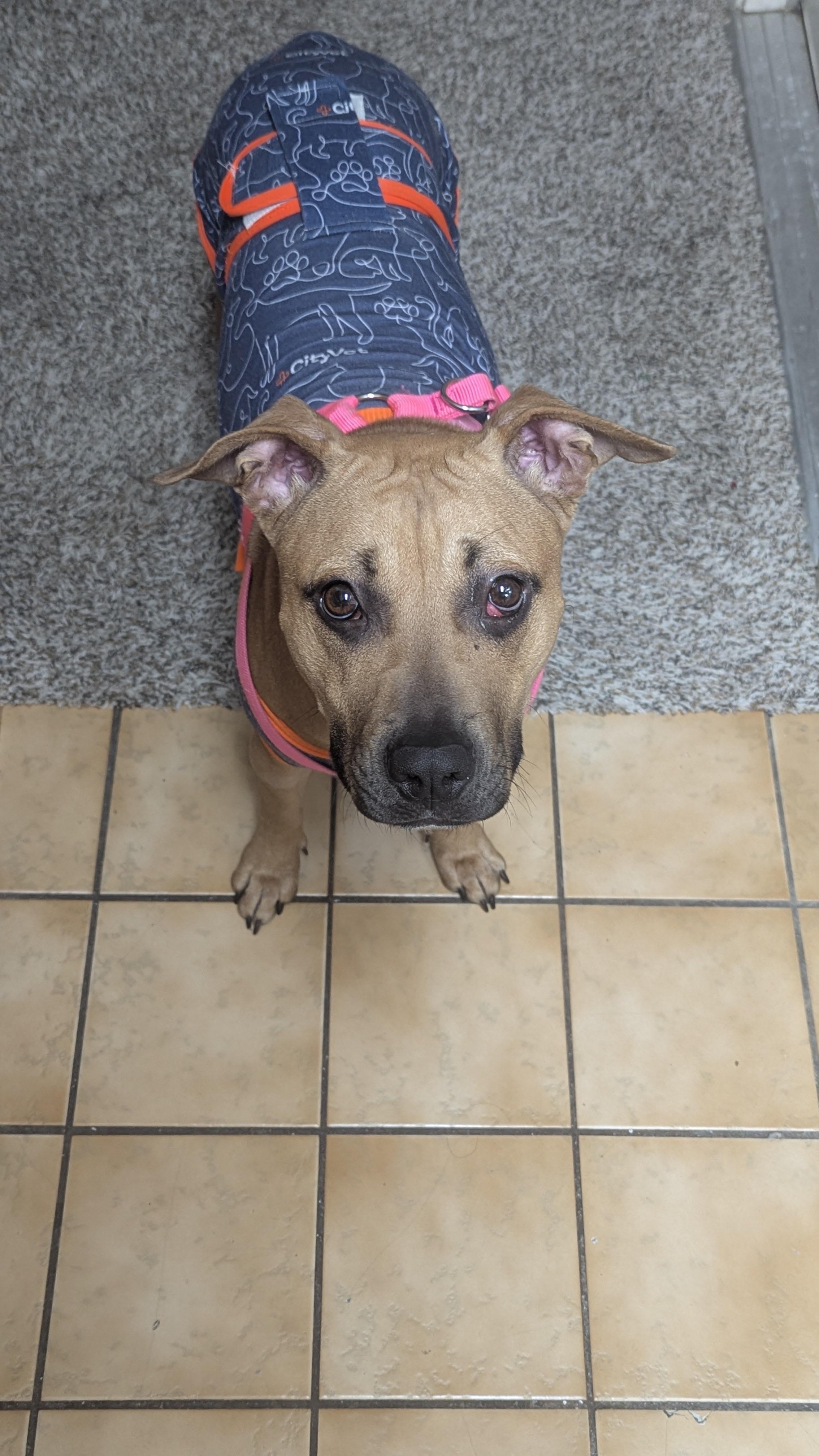 Pacific, ADOPTABLE, Young Female American Staffordshire Terrier.
