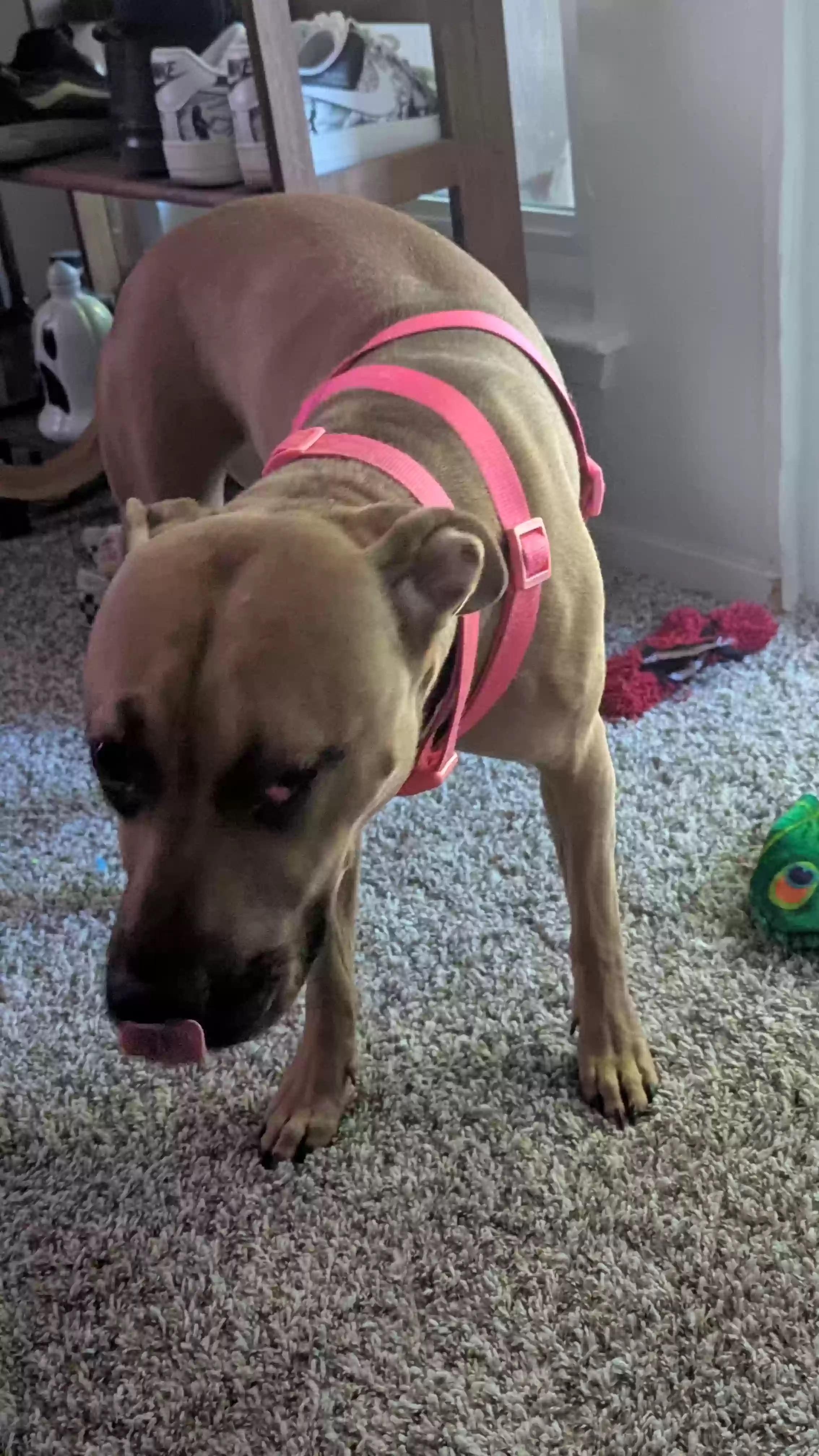 Enlarge Pacific, a ADOPTABLE mixed breed in Fort Worth, TX image 3/3