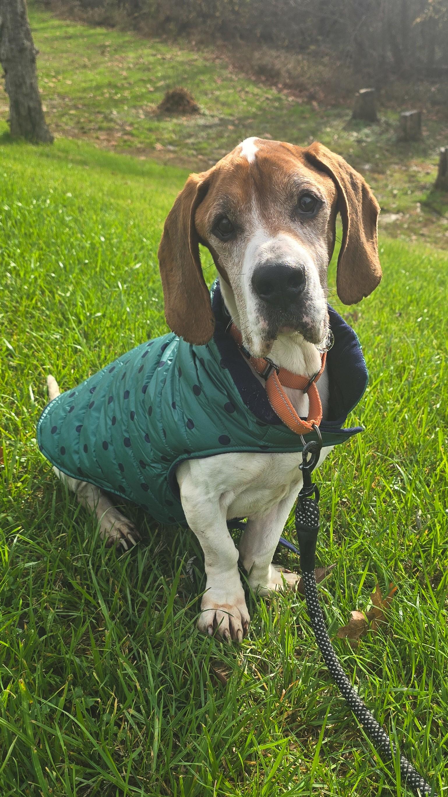 Bocephus, Adoptable, Adult Male Basset Hound & Beagle.