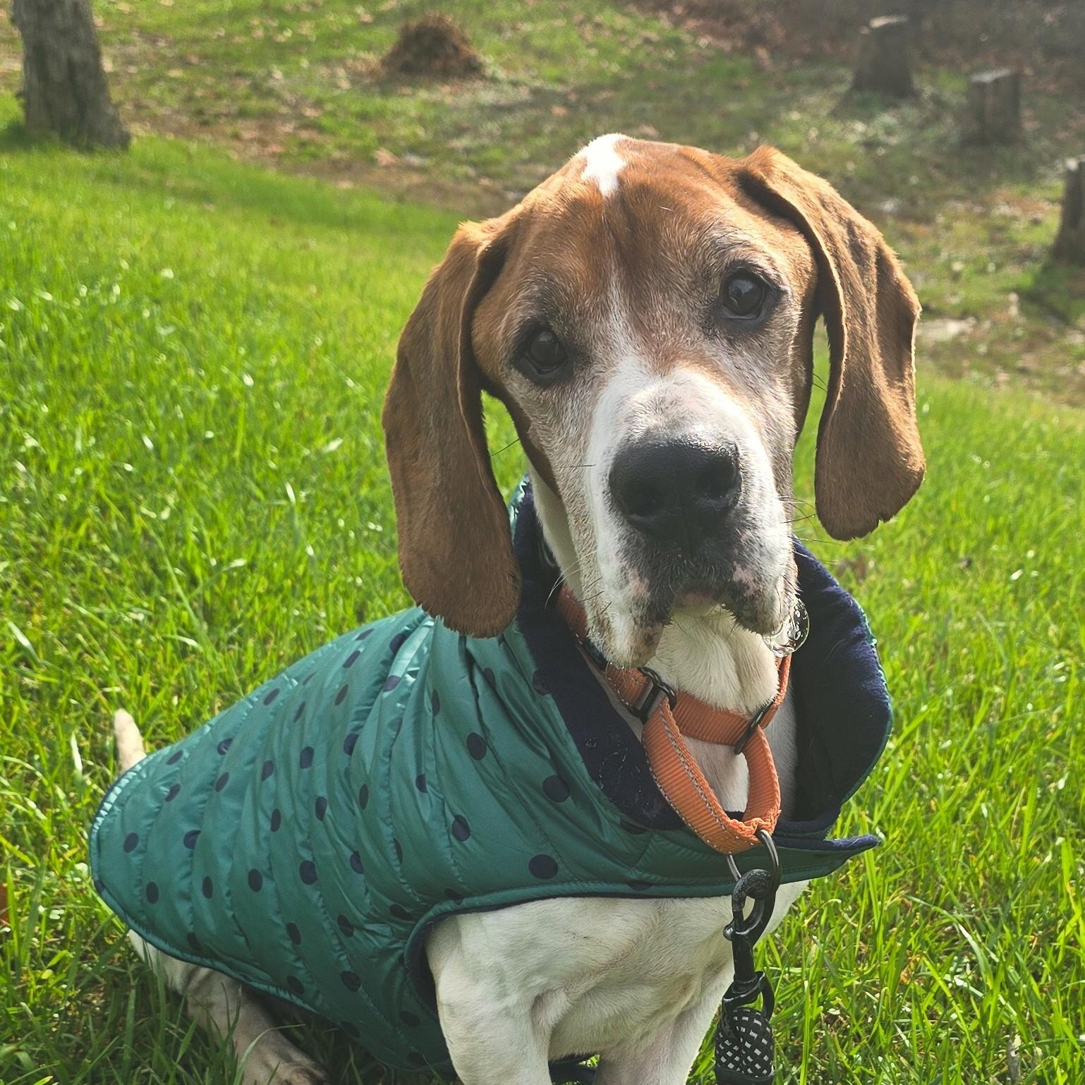 Enlarge Bocephus, a Adoptable mixed breed in Shepherdsville, KY image 1/4