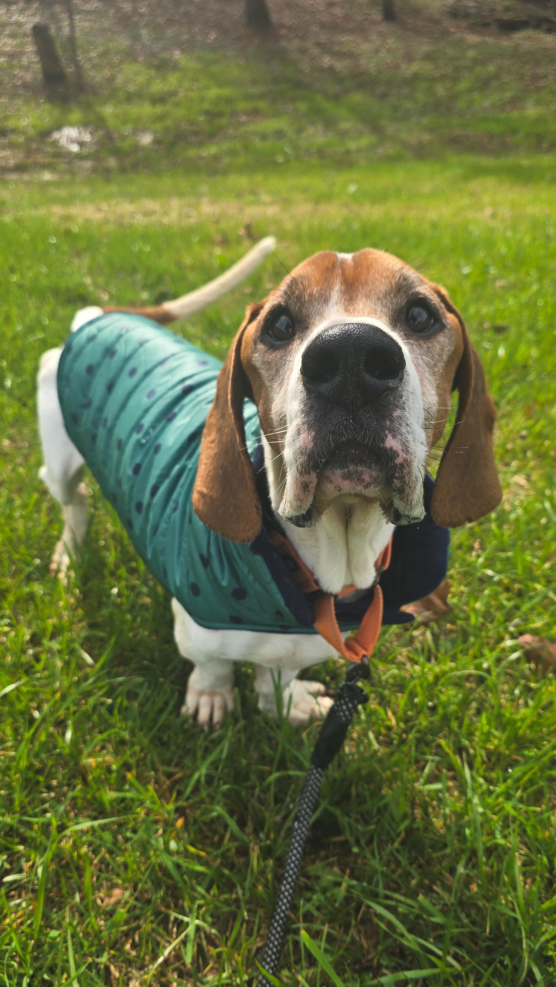 Enlarge Bocephus, a Adoptable mixed breed in Shepherdsville, KY image 2/4
