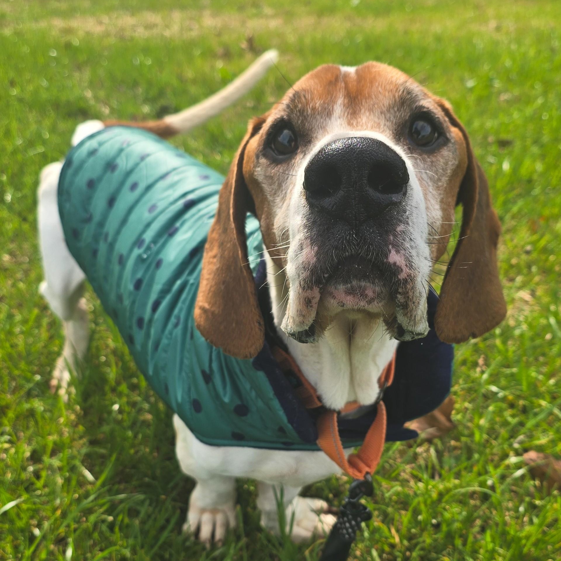 Enlarge Bocephus, a Adoptable mixed breed in Shepherdsville, KY image 2/4