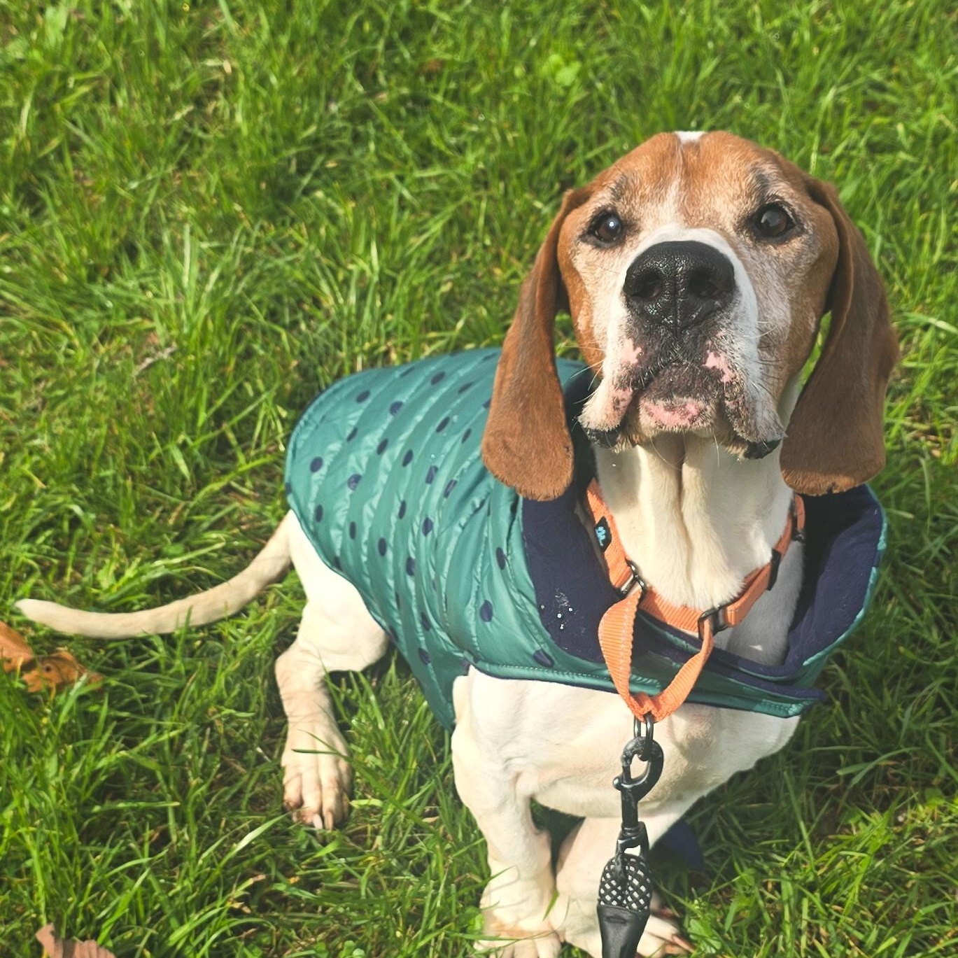 Enlarge Bocephus, a Adoptable mixed breed in Shepherdsville, KY image 3/4
