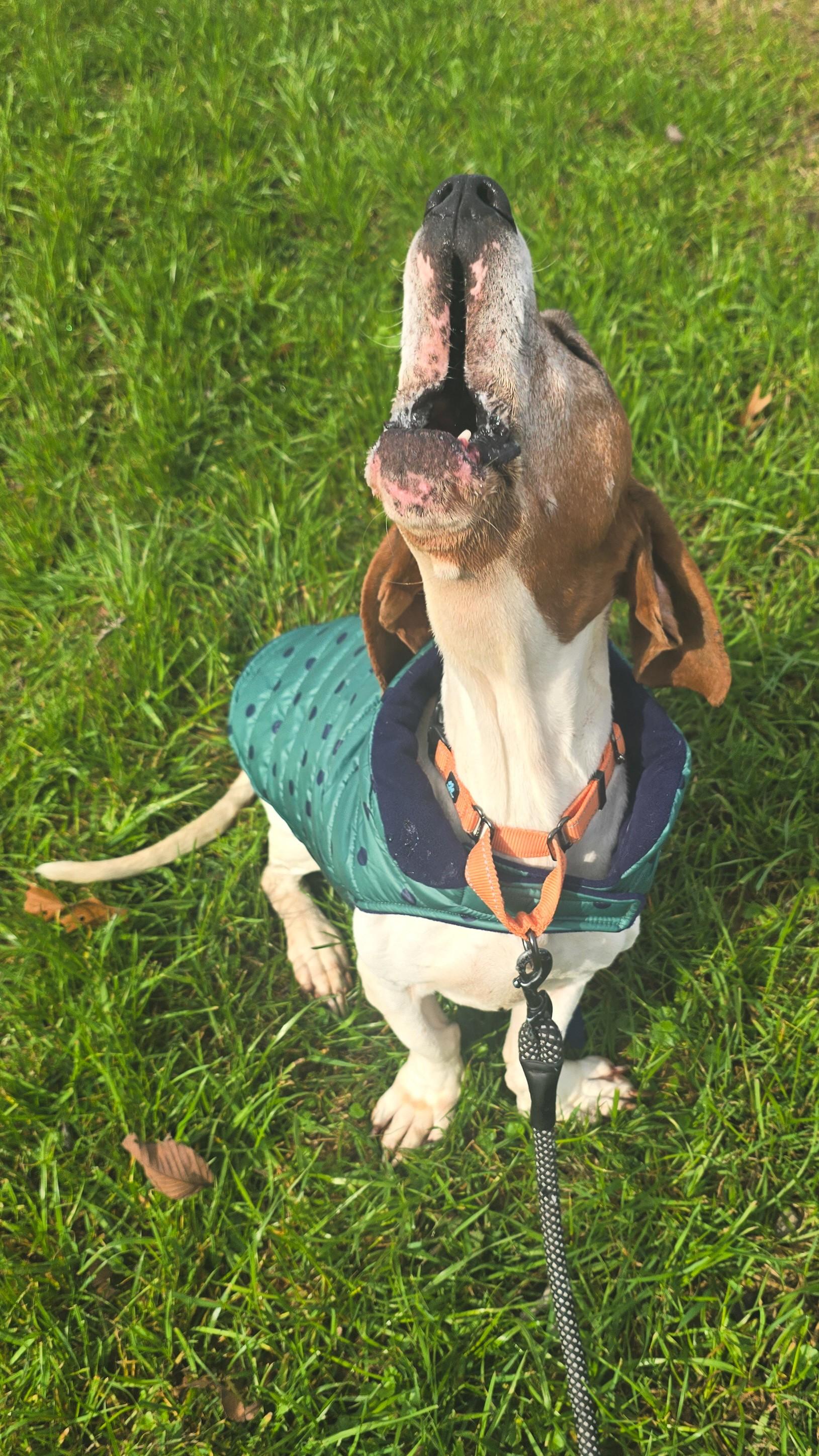 Enlarge Bocephus, a Adoptable mixed breed in Shepherdsville, KY image 4/4