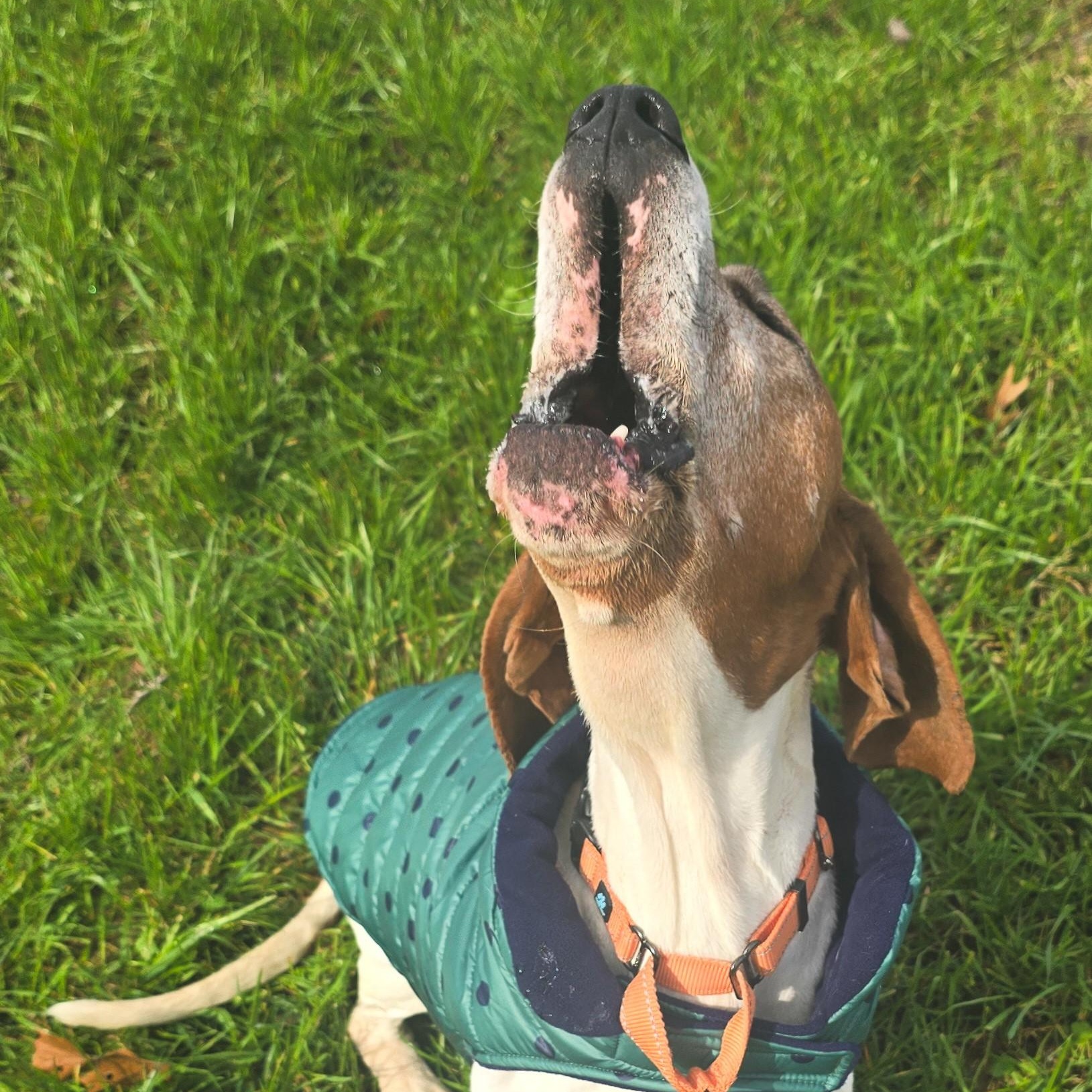 Enlarge Bocephus, a Adoptable mixed breed in Shepherdsville, KY image 4/4