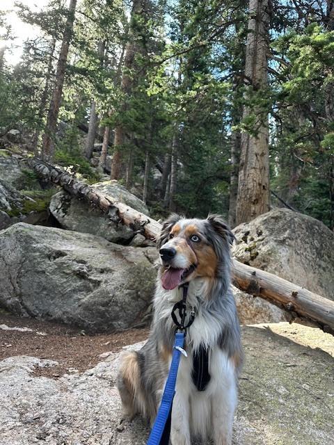 Enlarge Hoku, a Adoptable Australian Shepherd in Colorado Springs, CO image 2/4