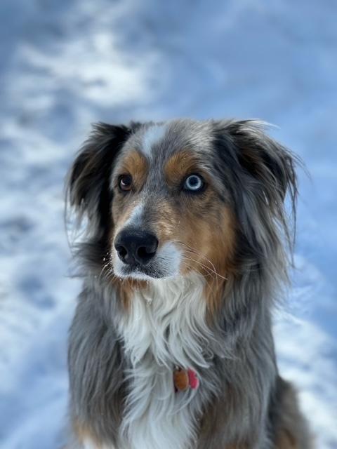 Enlarge Hoku, a Adoptable Australian Shepherd in Colorado Springs, CO image 3/4