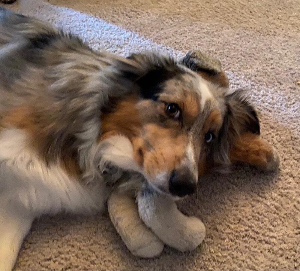 Hoku sks Sven, Adoptable, Adult Male Australian Shepherd.