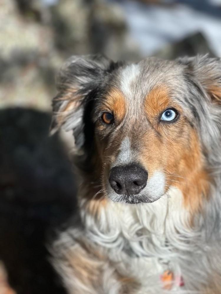 Enlarge Hoku, a Adoptable Australian Shepherd in Colorado Springs, CO image 4/6