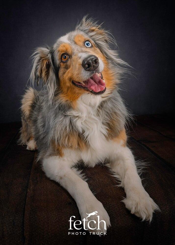 Enlarge Hoku, a Adoptable Australian Shepherd in Colorado Springs, CO image 6/6