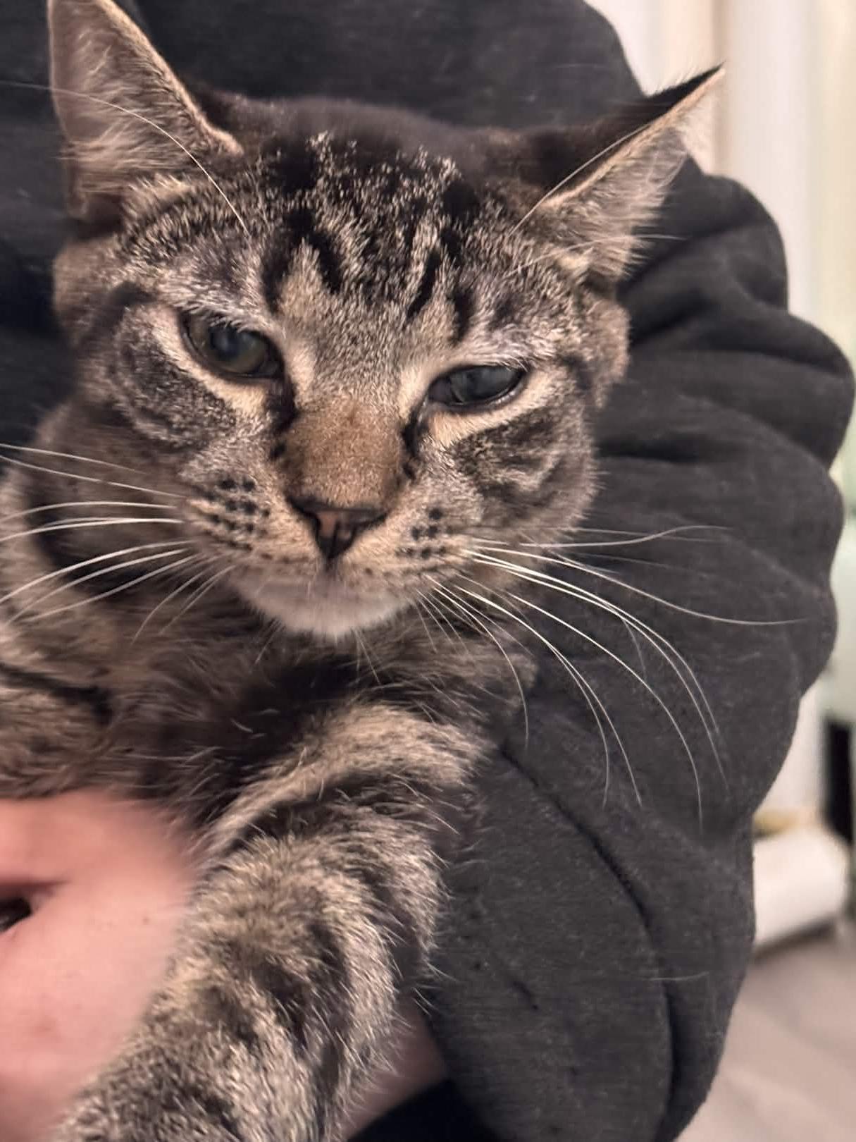 Enlarge Felix, a Adoptable Domestic Short Hair in Weehawken, NJ image 5/6