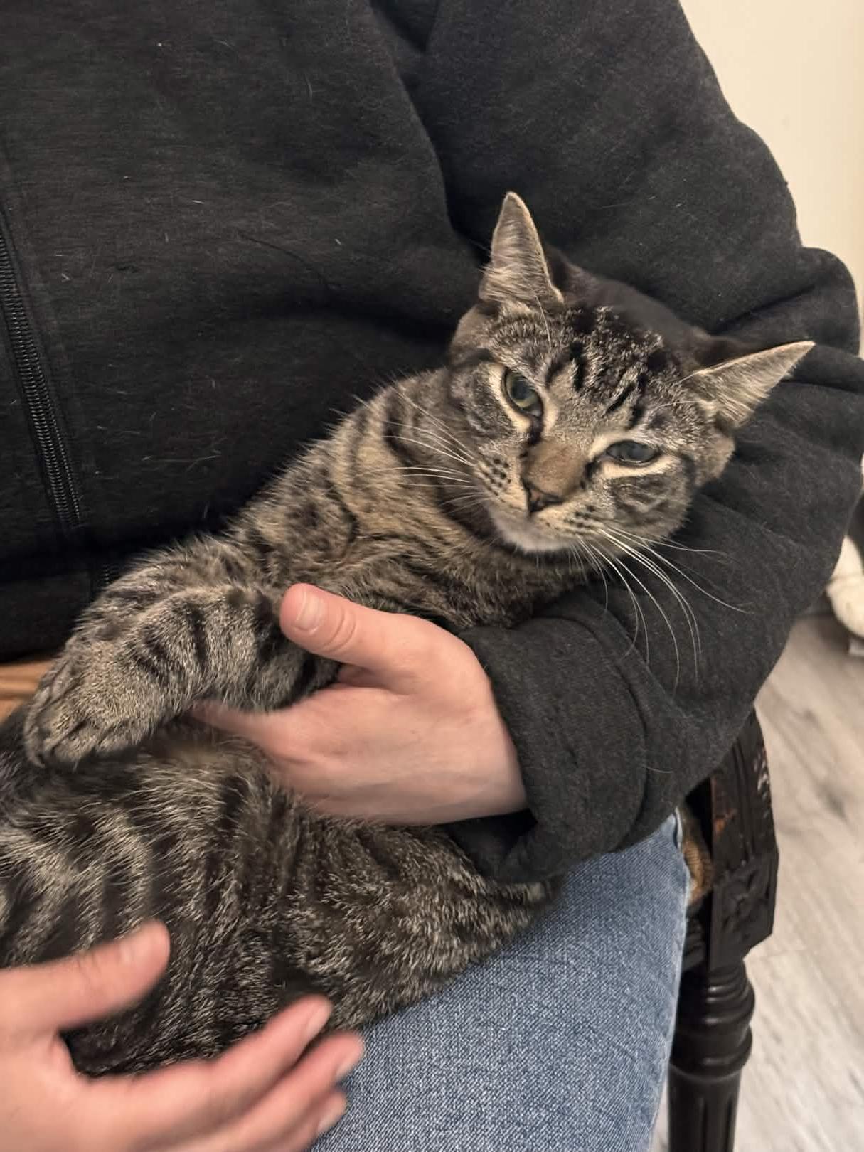 Enlarge Felix, a Adoptable Domestic Short Hair in Weehawken, NJ image 2/6