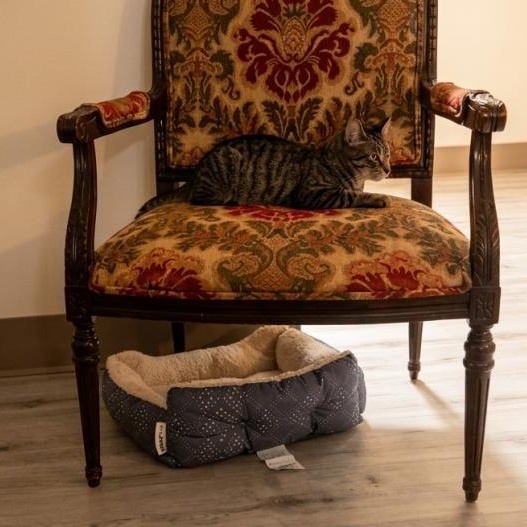 Enlarge Felix, a Adoptable Domestic Short Hair in Weehawken, NJ image 4/6