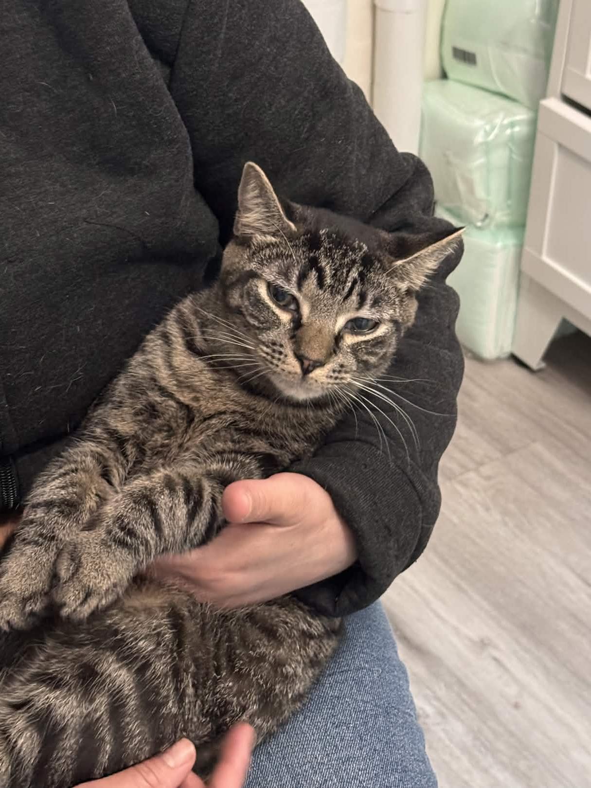 Enlarge Felix, a Adoptable Domestic Short Hair in Weehawken, NJ image 6/6