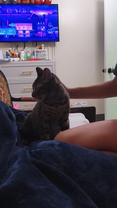 Enlarge Felix, a Adoptable Domestic Short Hair in Weehawken, NJ video 3/6