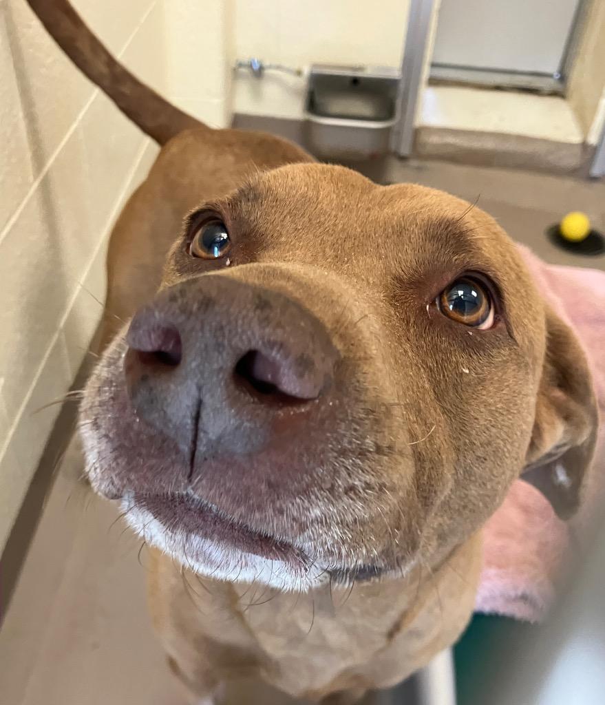 Beatrix, Adoptable, Adult Female Labrador Retriever & Hound.