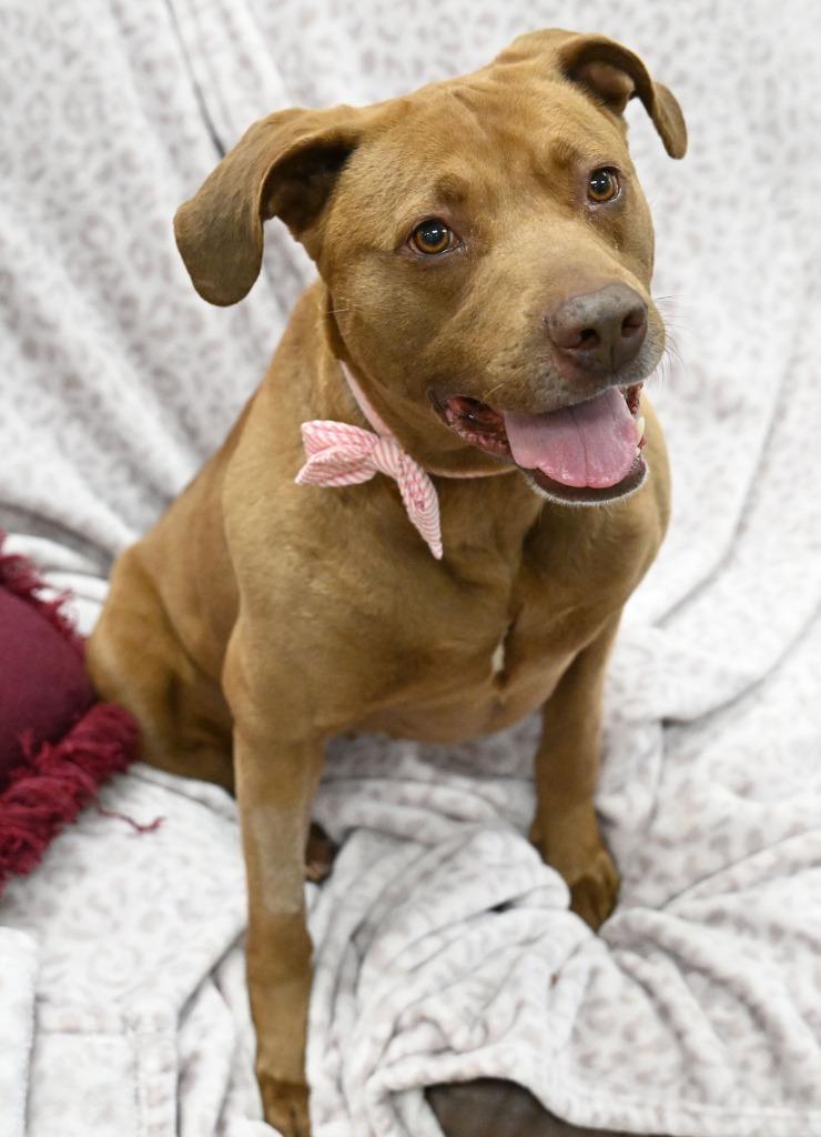 Enlarge Beatrix *Sponsored Adoption, a Adoptable mixed breed in Christiansburg, VA image 2/4