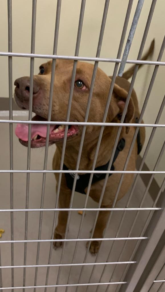 Enlarge Beatrix, a Adoptable mixed breed in Christiansburg, VA image 3/3