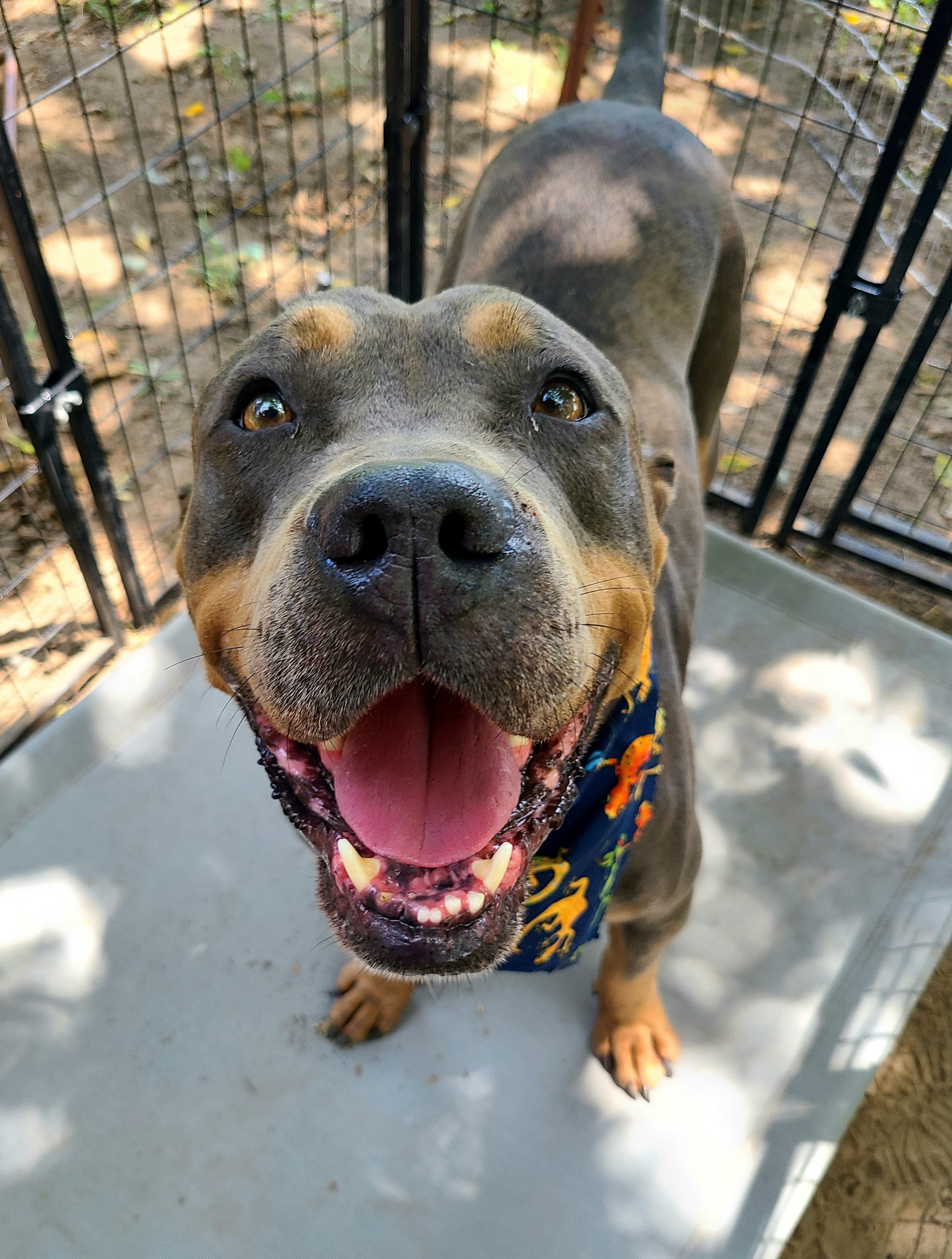 Bane, Adopted, Adult Male Rottweiler & American Bully.